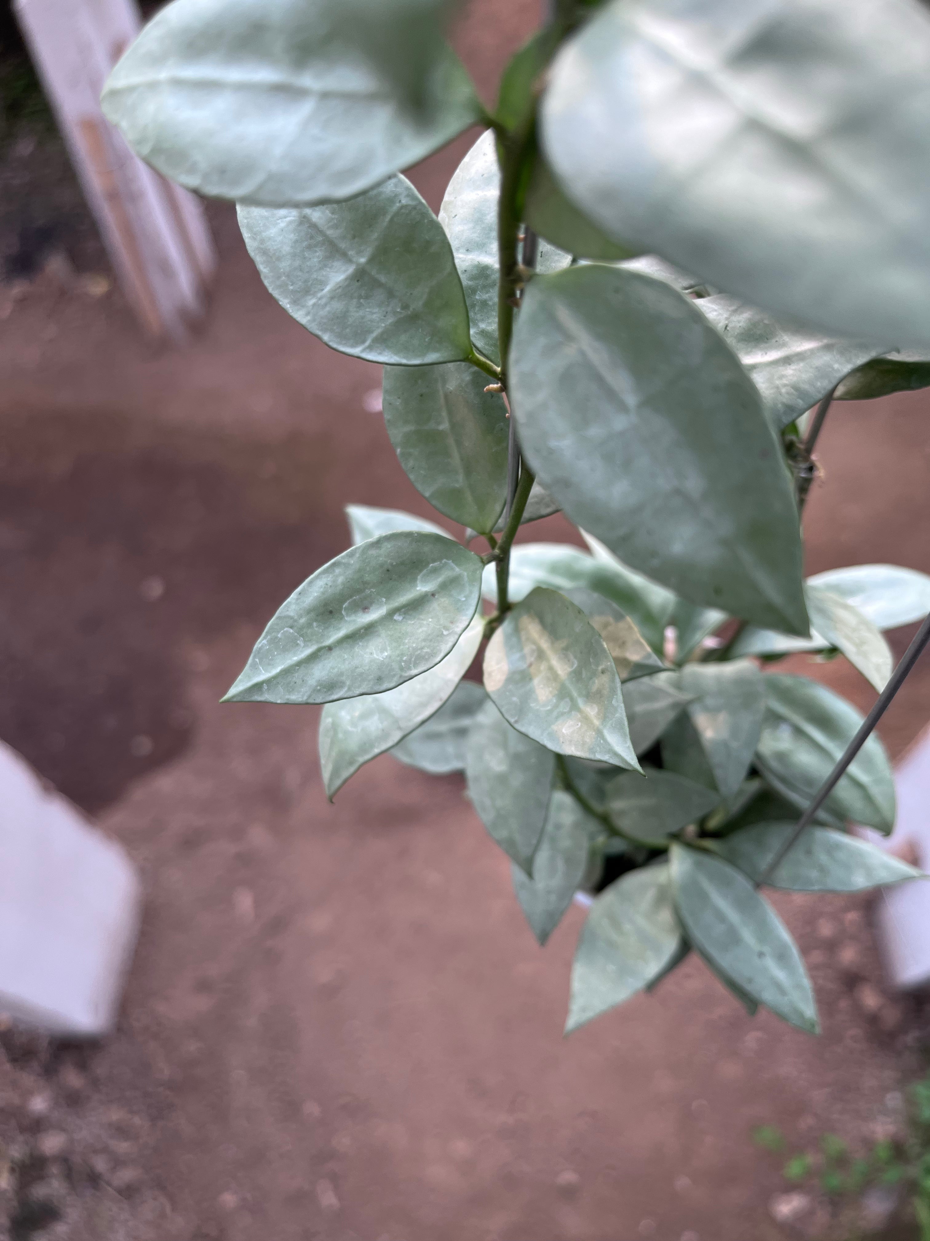 Hoya Lacunosa Heart Shape Leaf