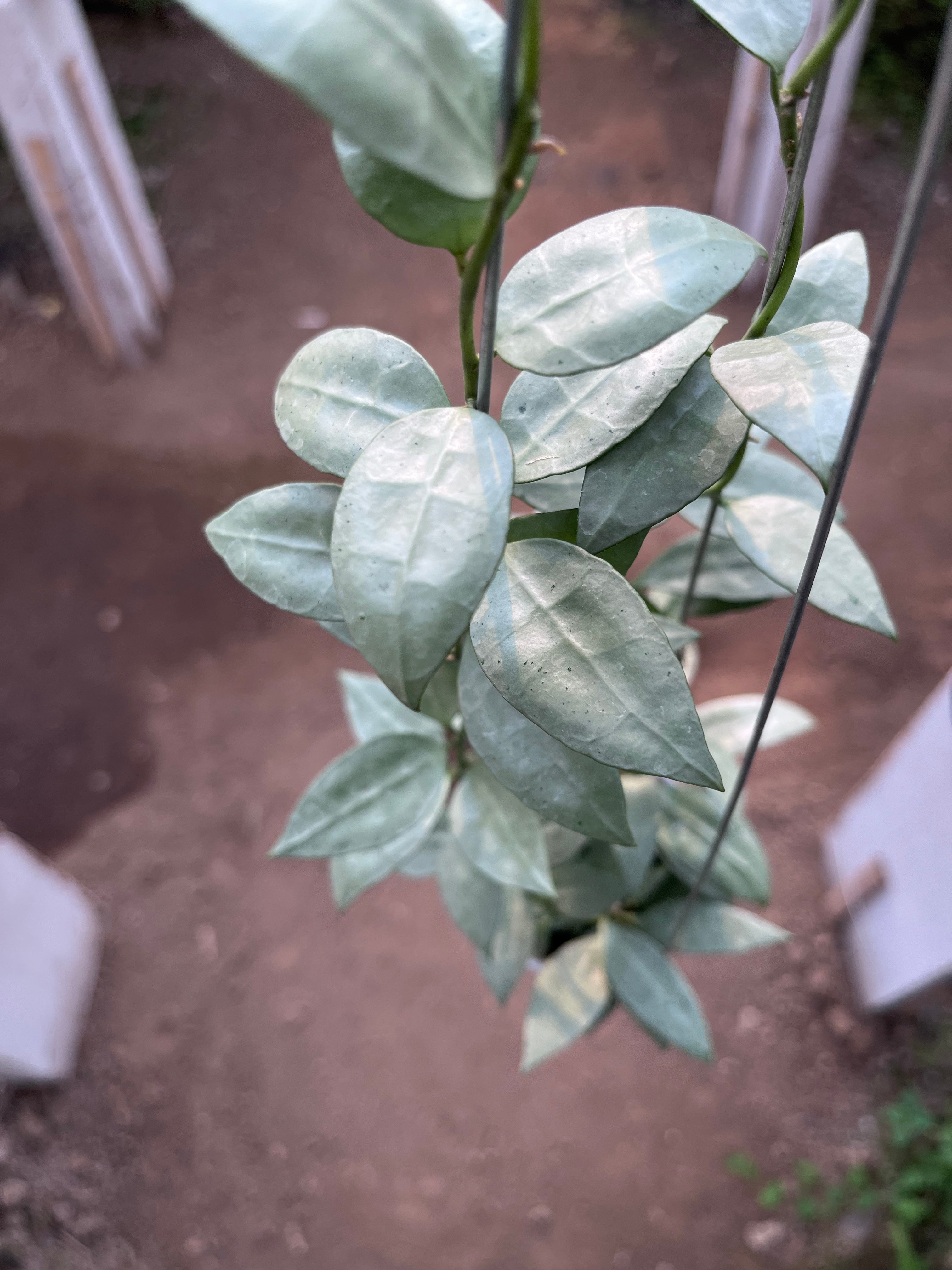 Hoya Lacunosa Heart Shape Leaf