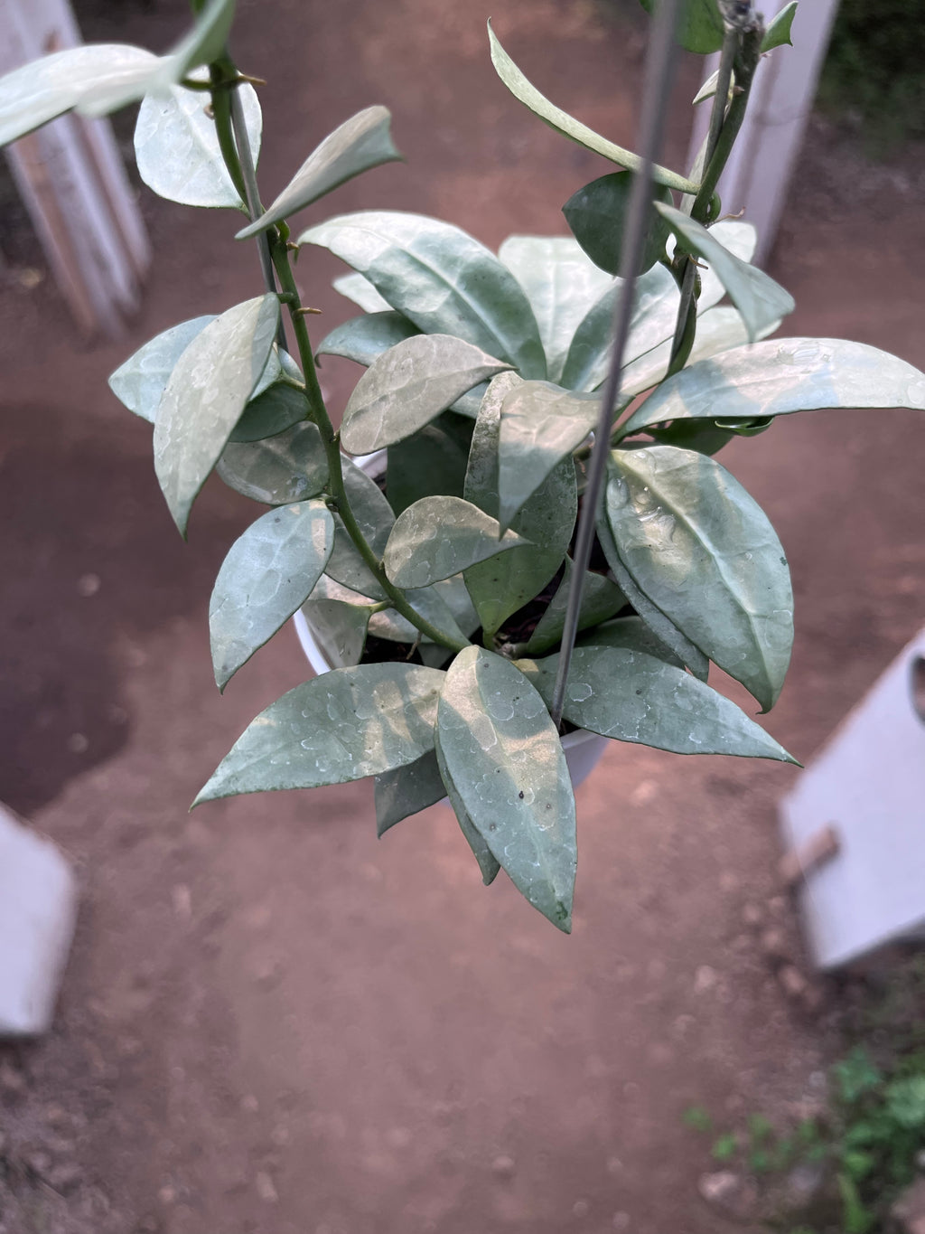 Hoya Lacunosa Heart Shape Leaf