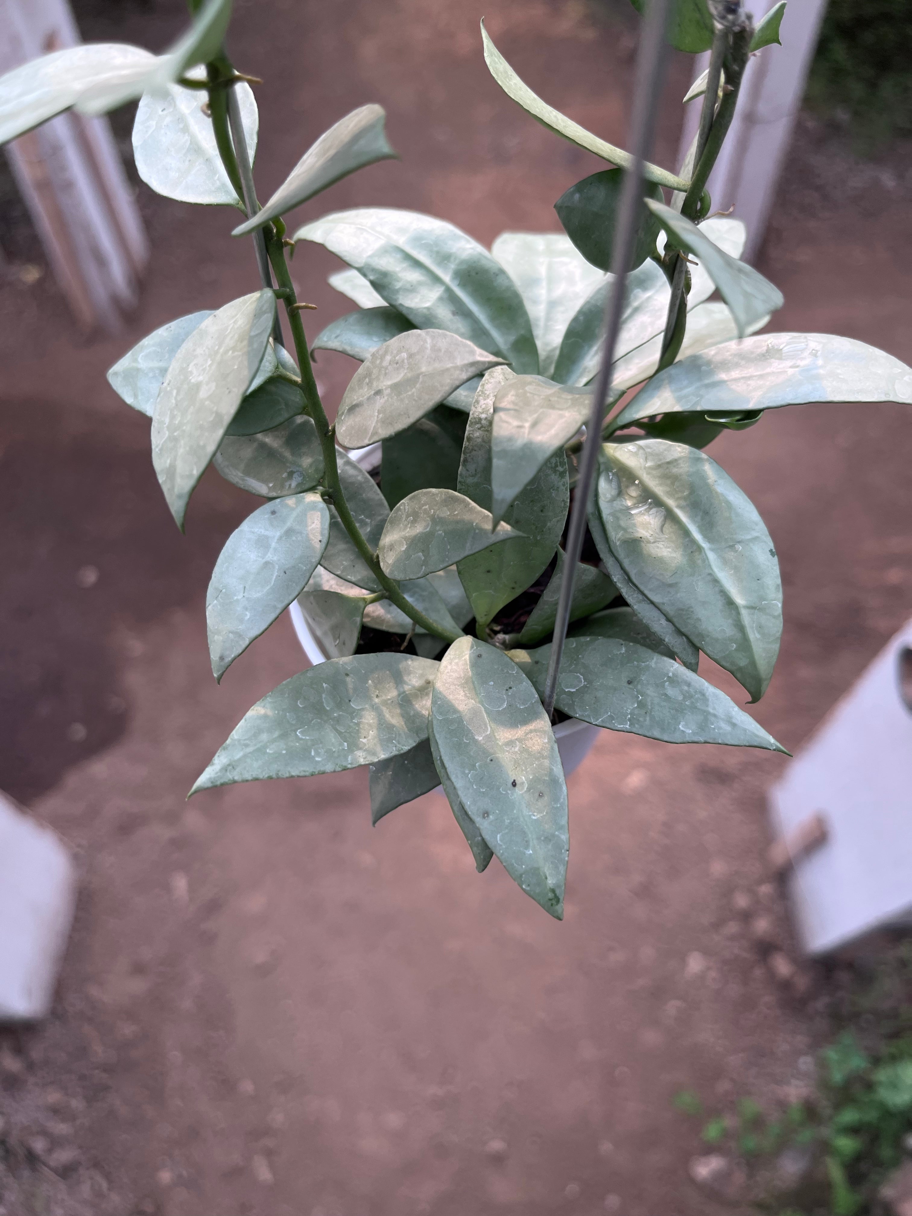 Hoya Lacunosa Heart Shape Leaf
