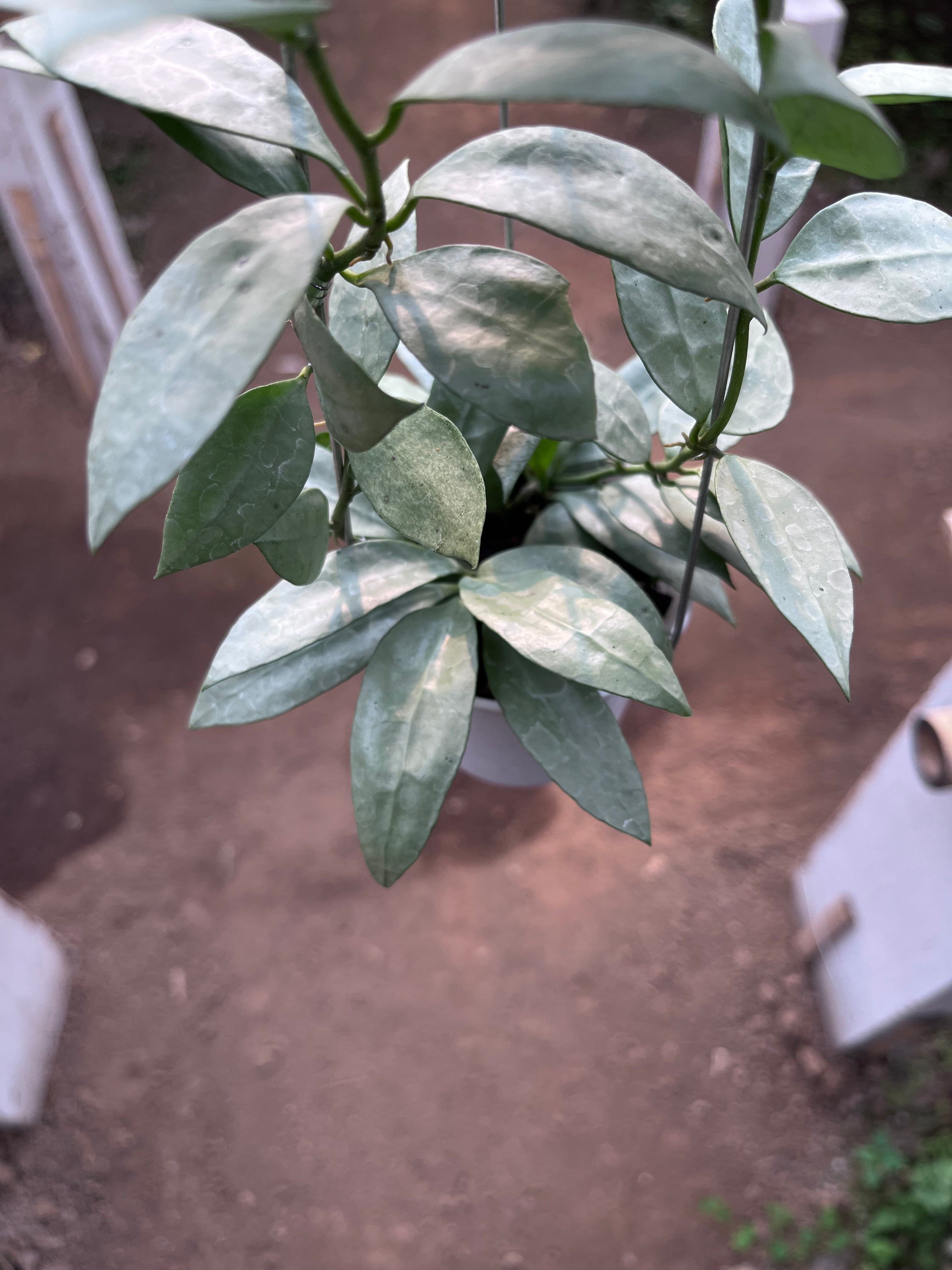 Hoya Lacunosa Heart Shape Leaf