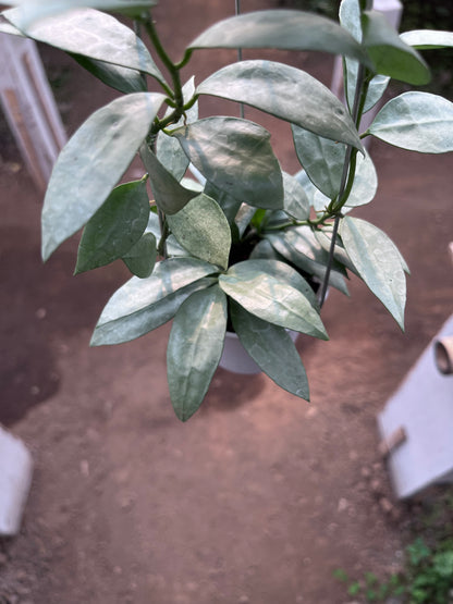 Hoya Lacunosa Heart Shape Leaf