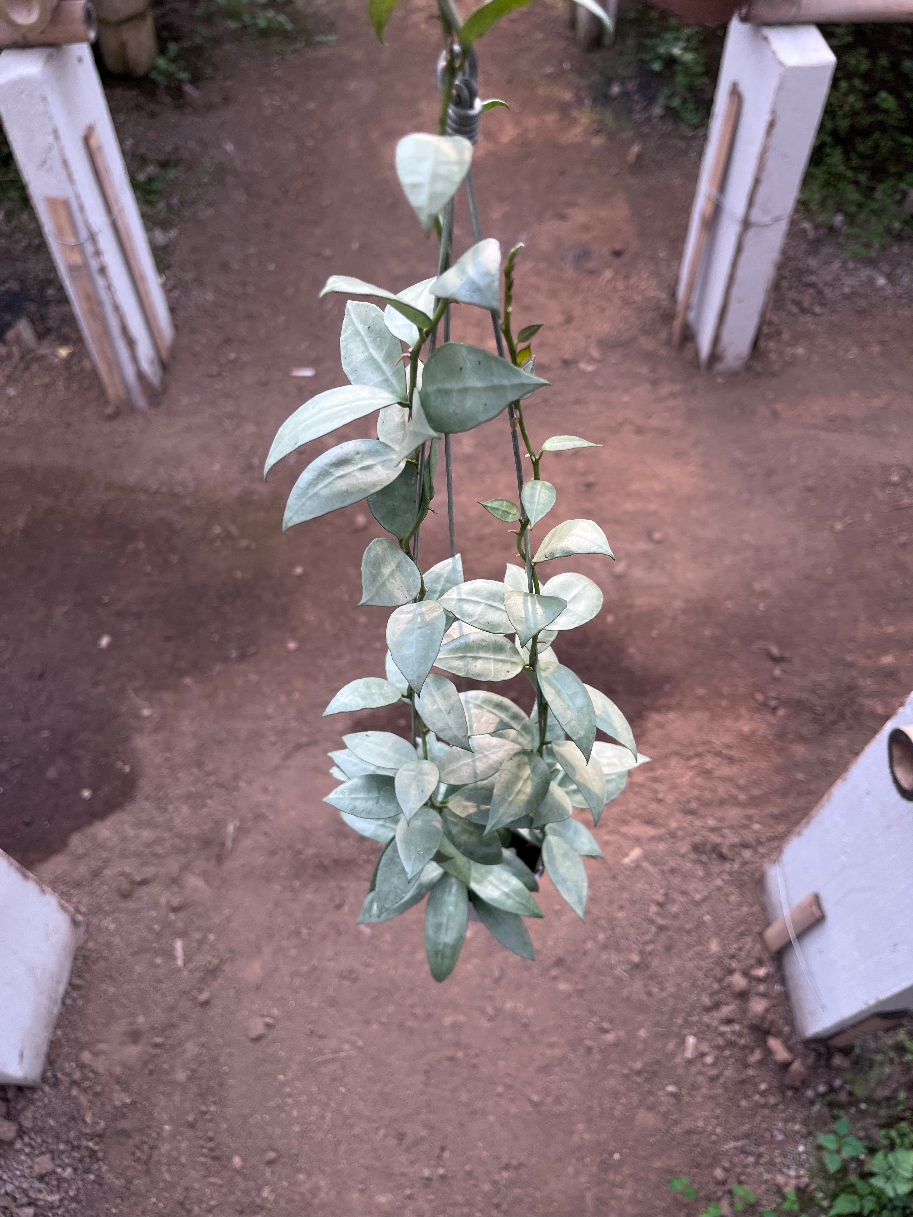 Hoya Lacunosa Heart Shape Leaf