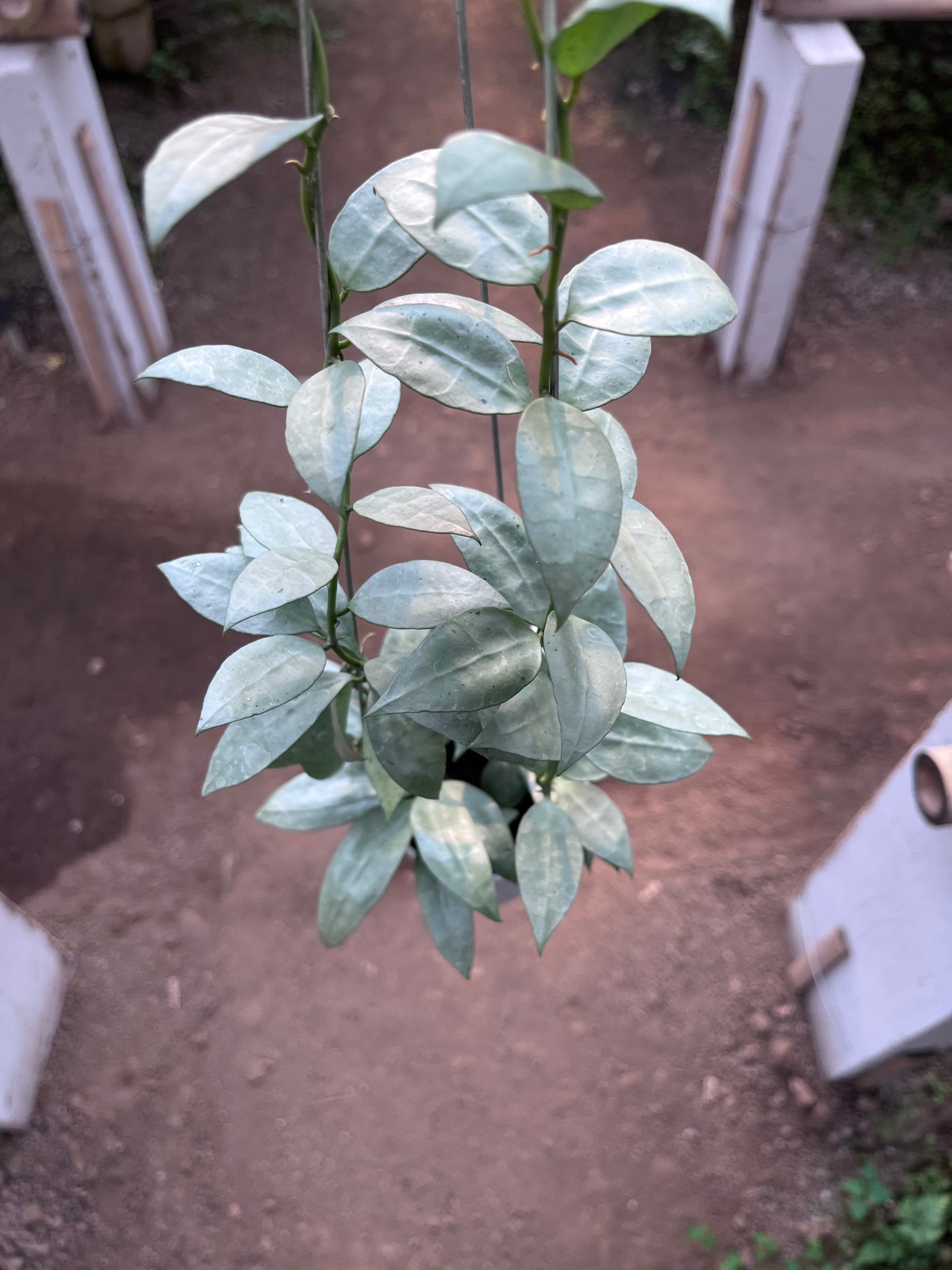 Hoya Lacunosa Heart Shape Leaf