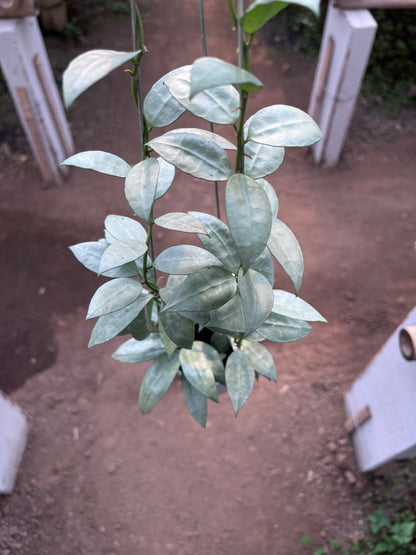 Hoya Lacunosa Heart Shape Leaf