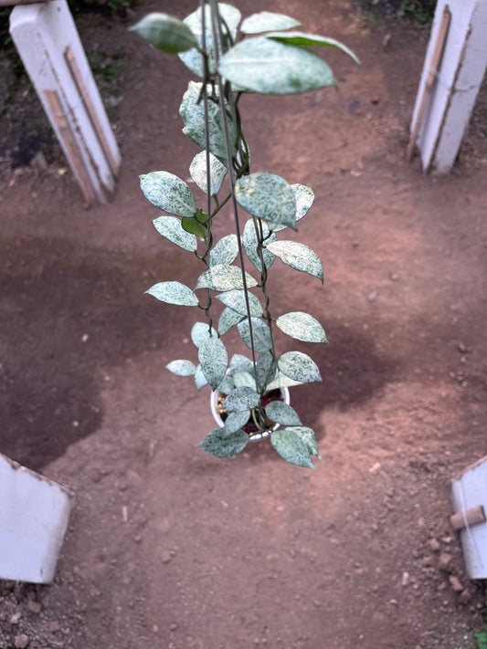 Hoya Lacunosa Moonshine