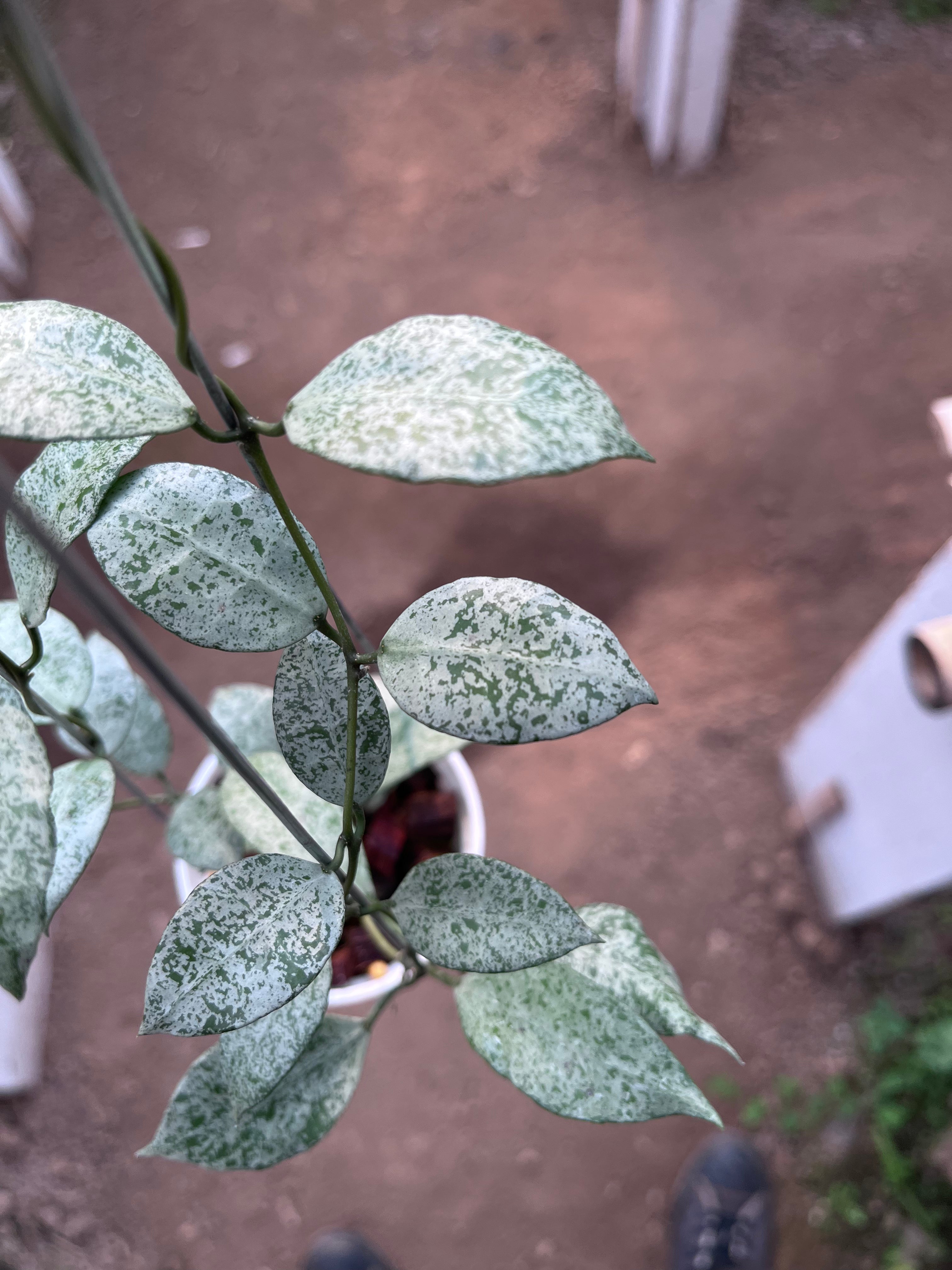 Hoya Lacunosa Moonshine