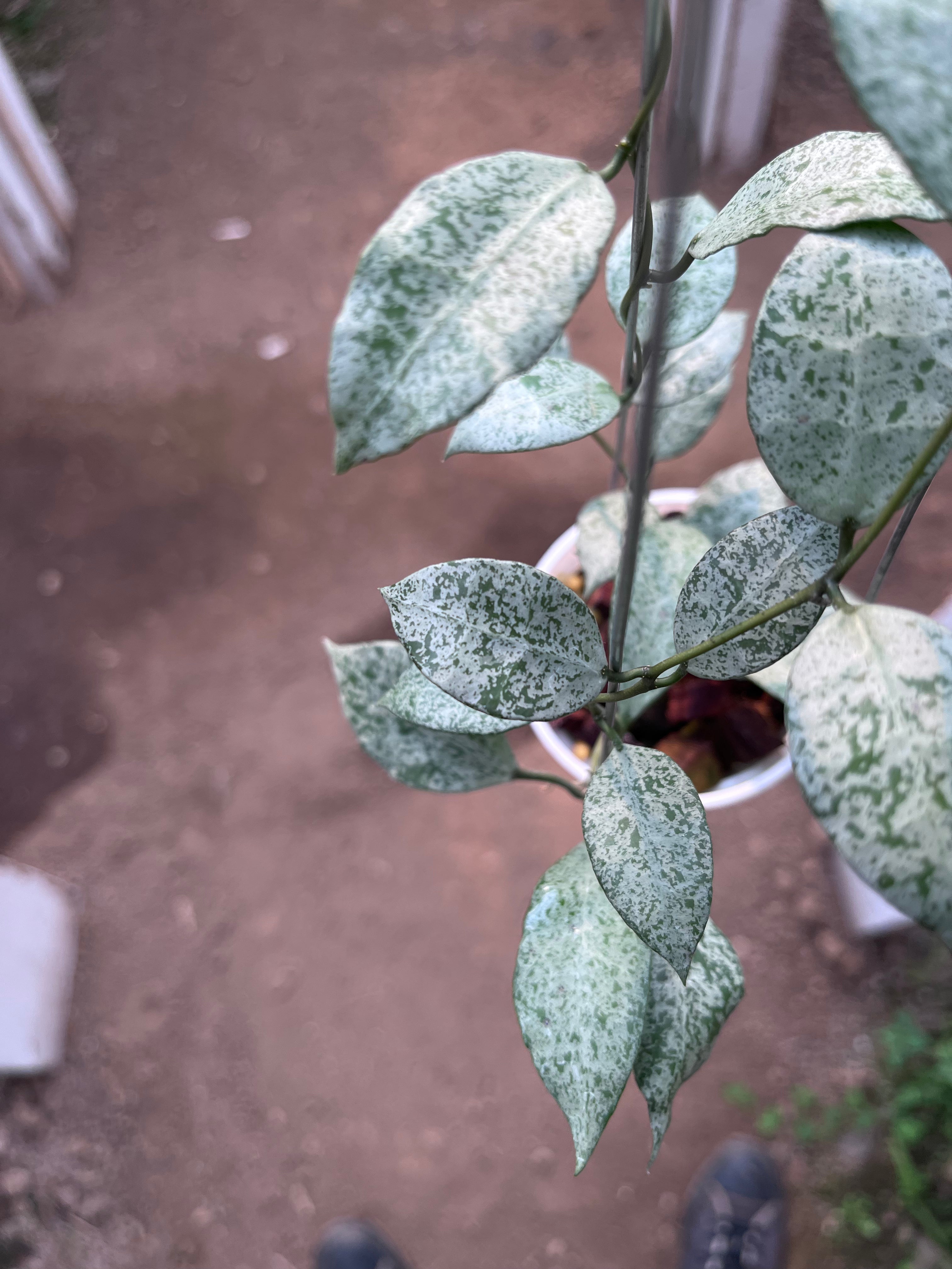 Hoya Lacunosa Moonshine
