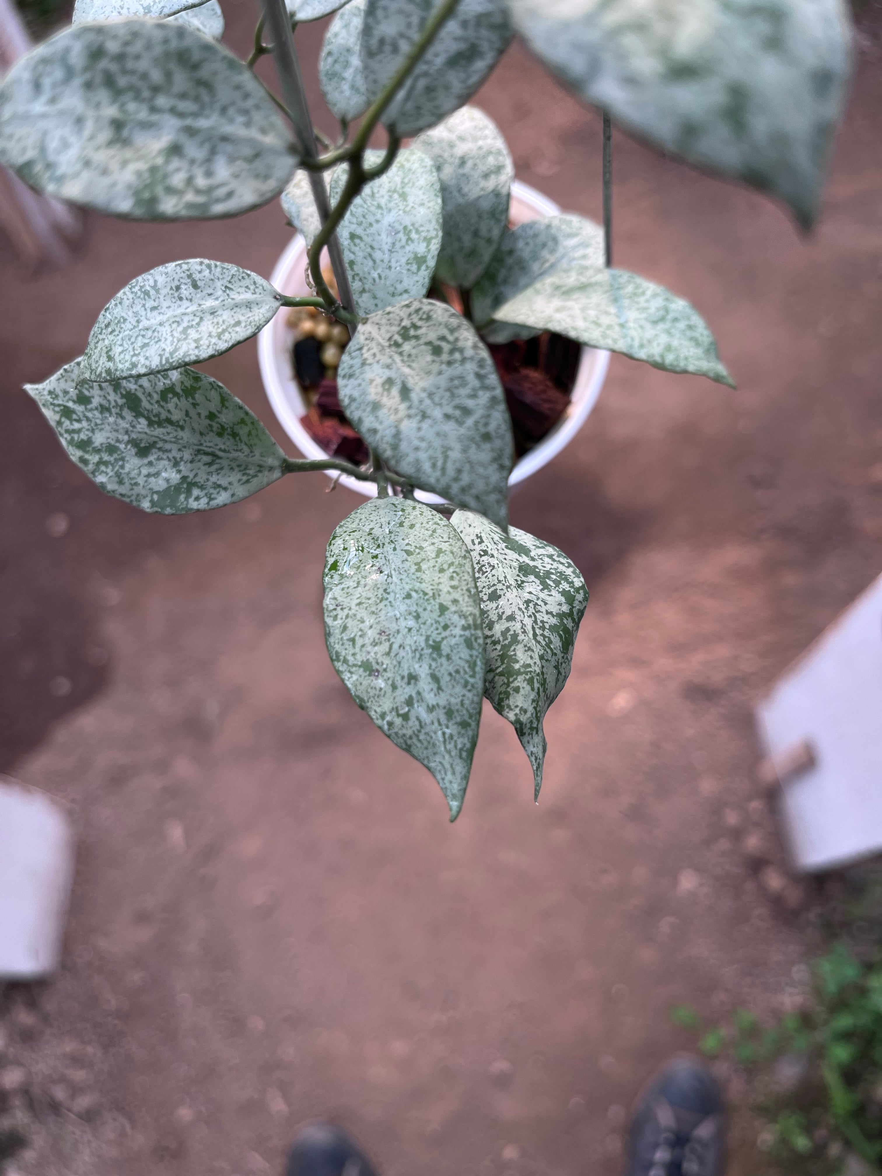 Hoya Lacunosa Moonshine