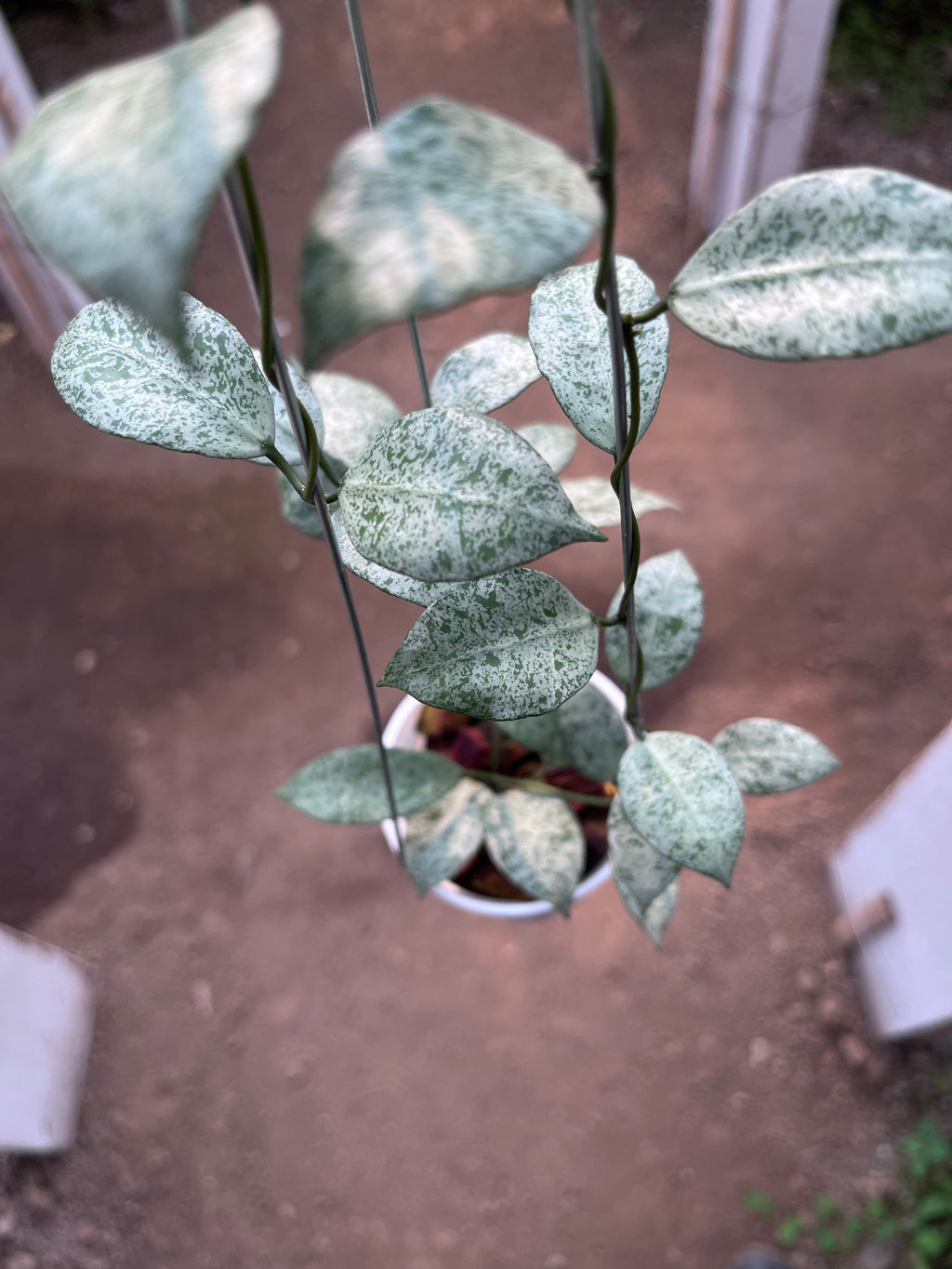 Hoya Lacunosa Moonshine