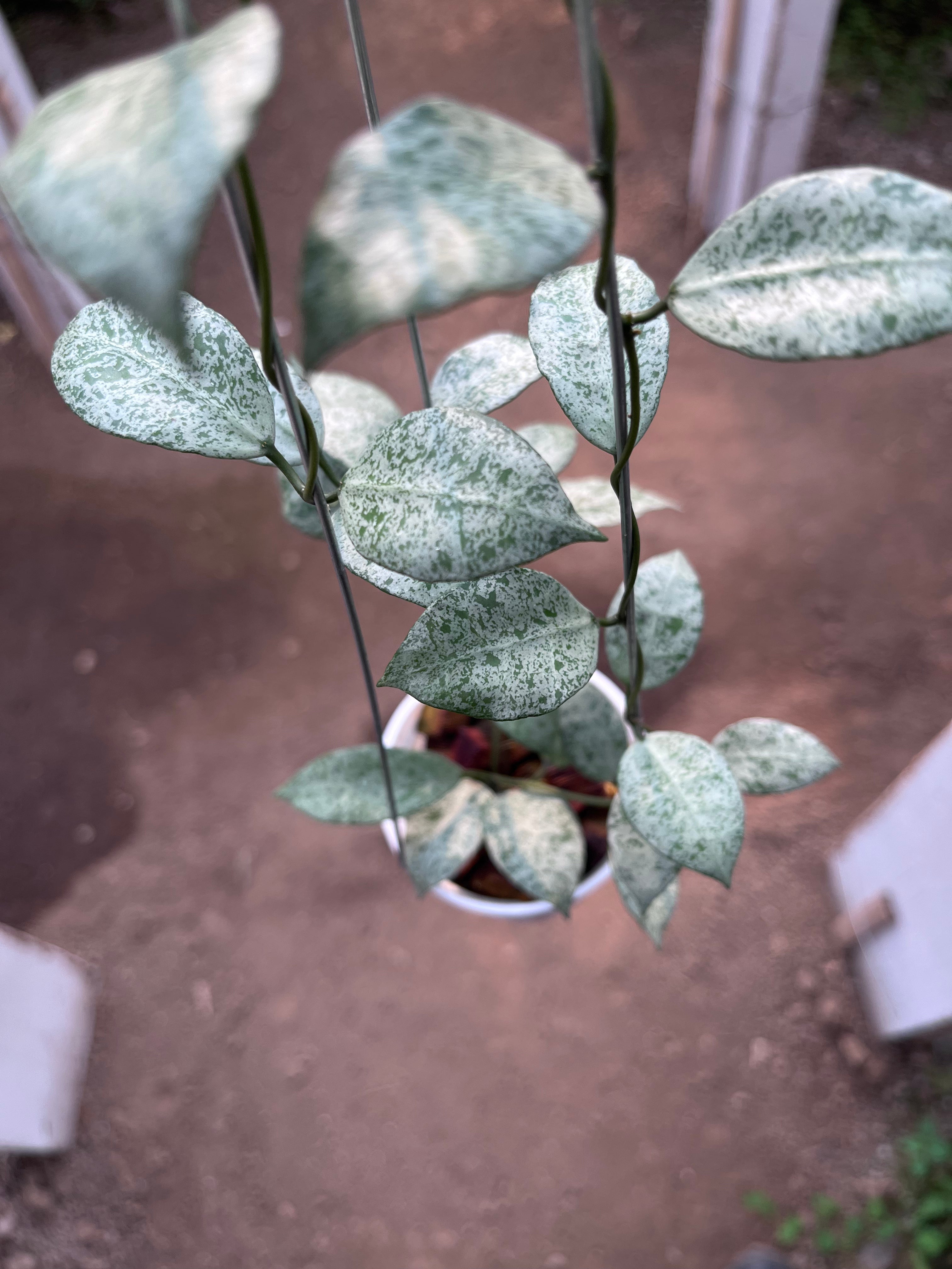 Hoya Lacunosa Moonshine