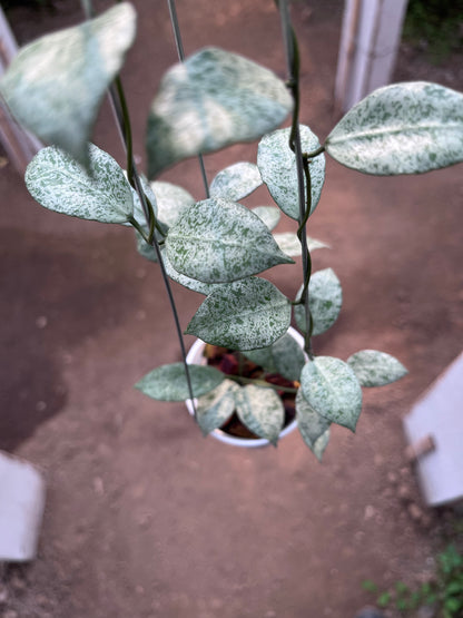 Hoya Lacunosa Moonshine