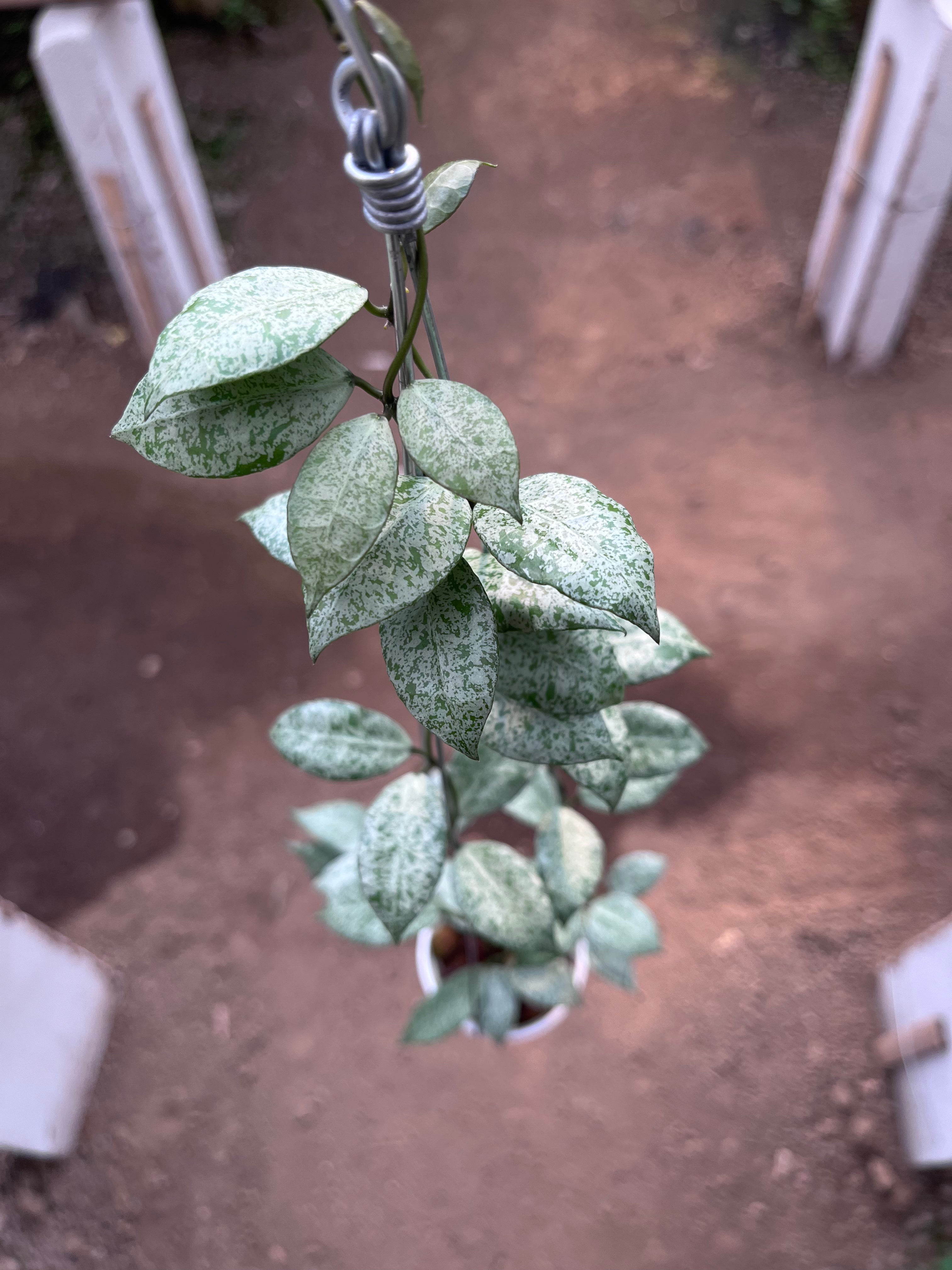 Hoya Lacunosa Moonshine
