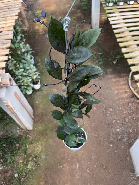 Hoya Lacunosa Black Coin