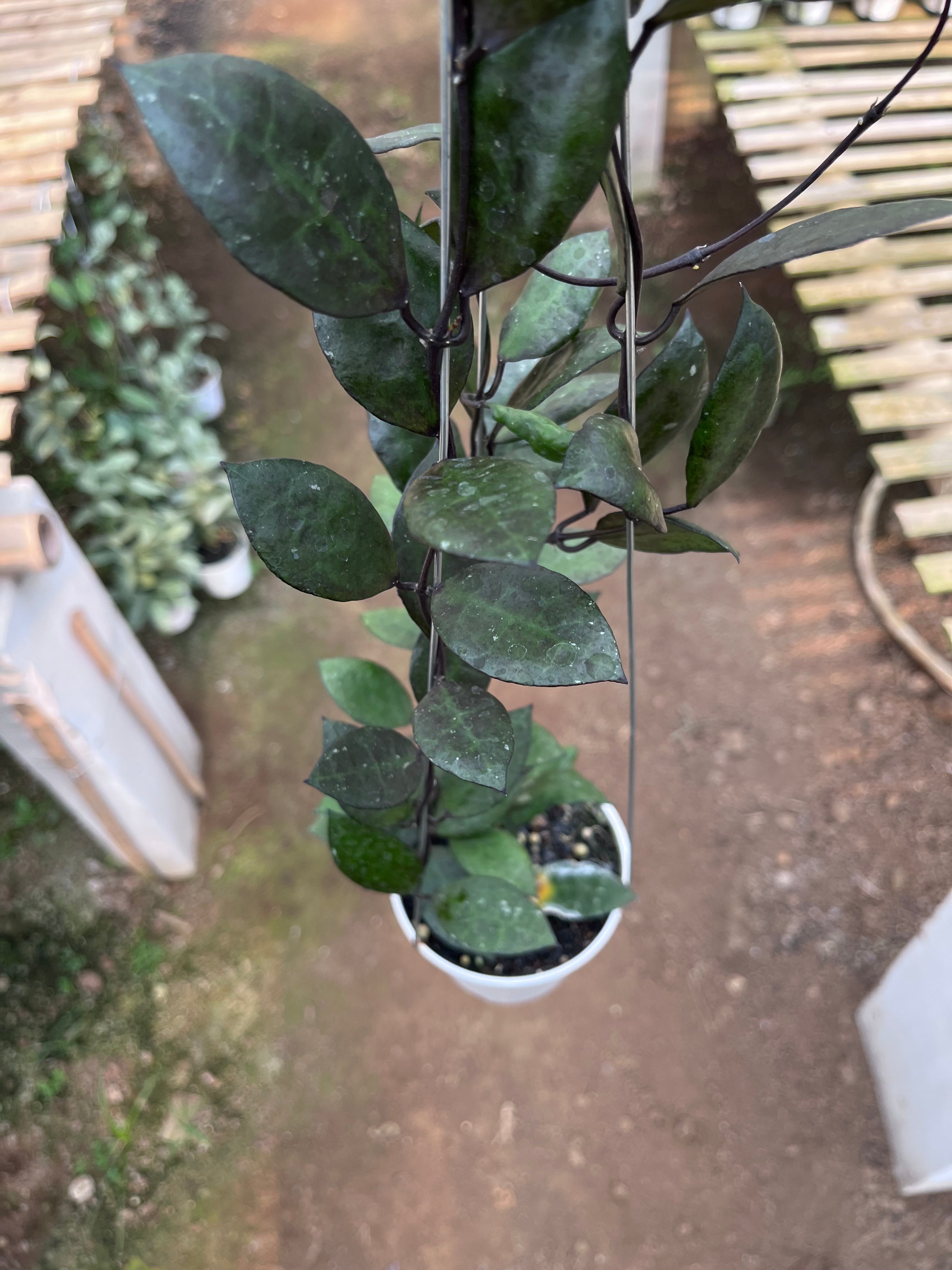 Hoya Lacunosa Black Coin