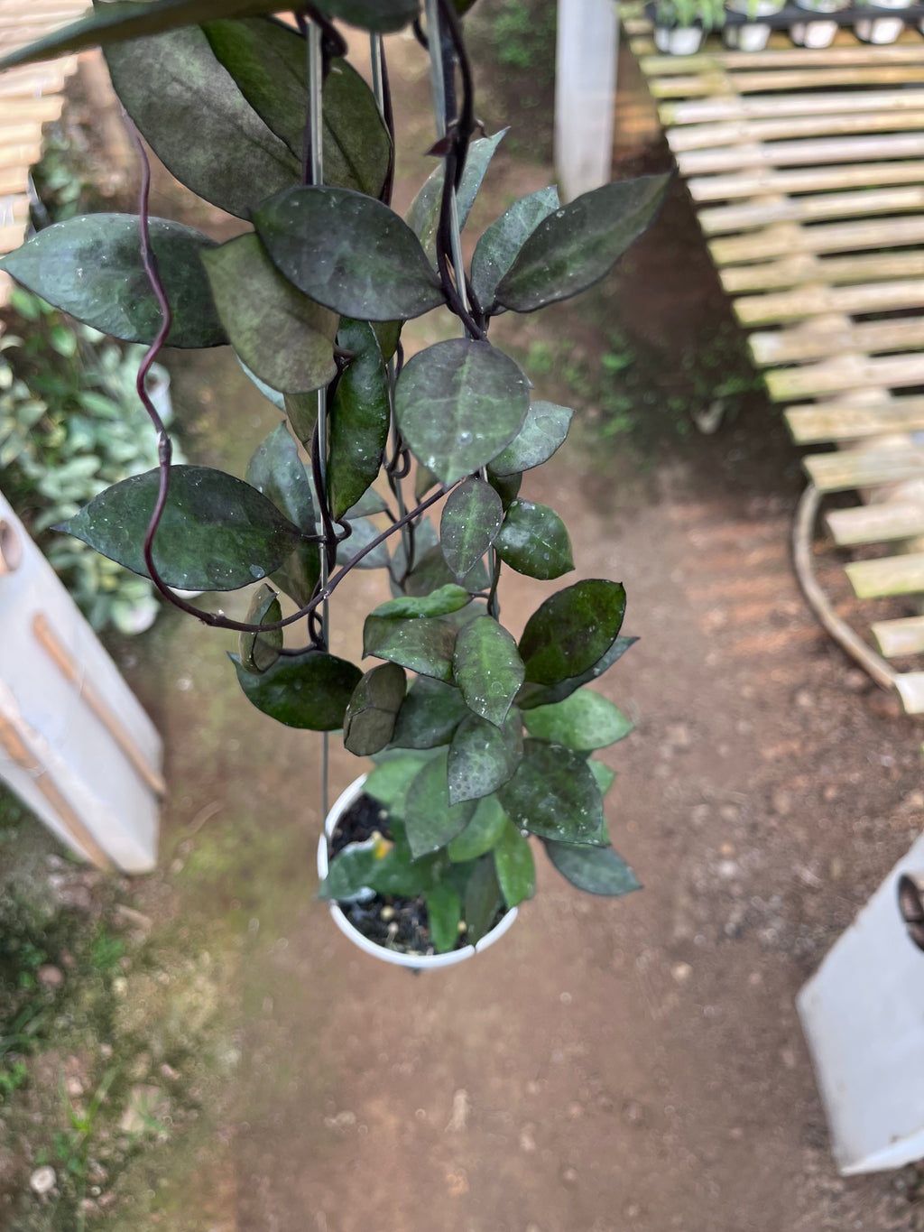 Hoya Lacunosa Black Coin