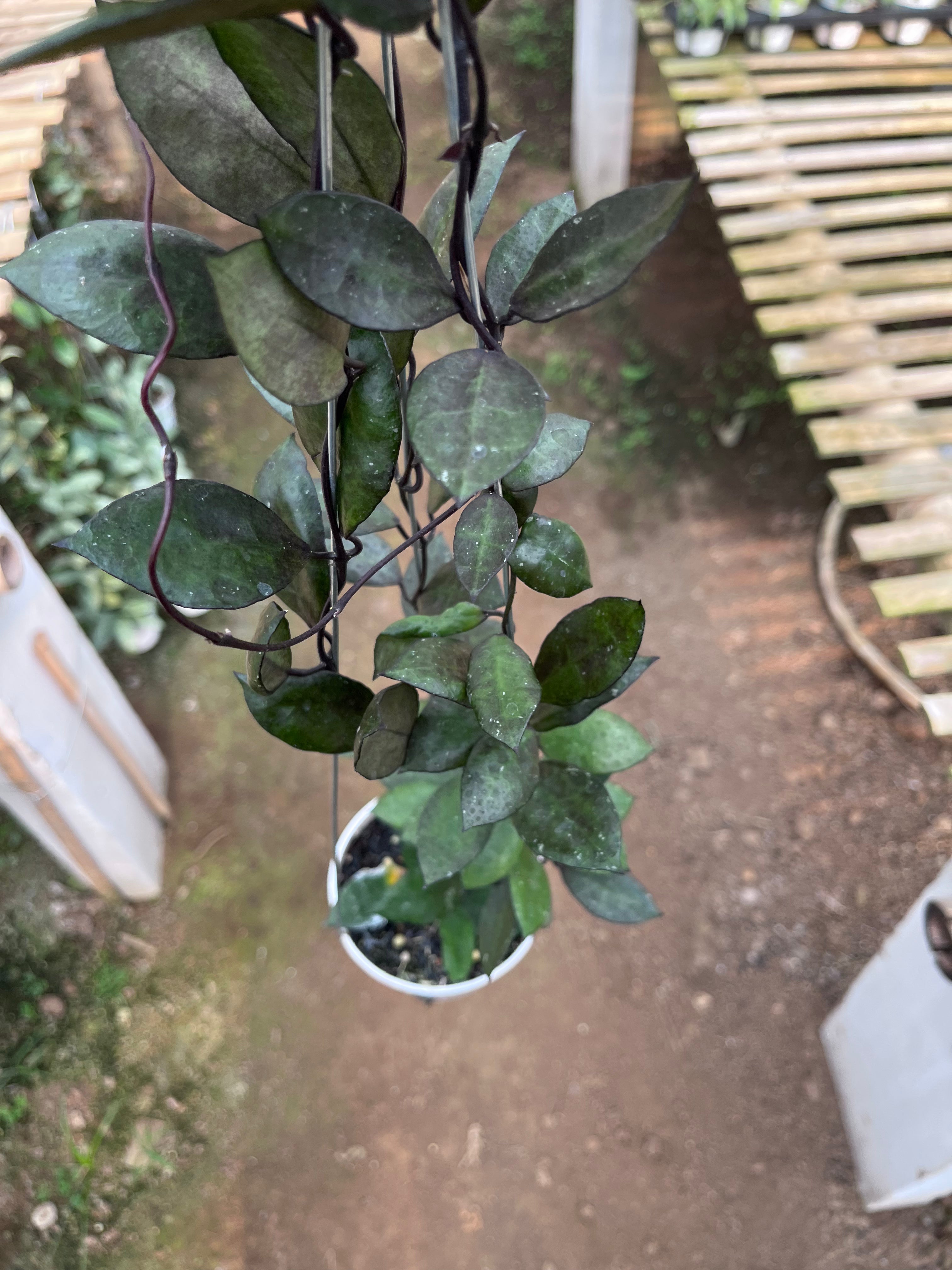 Hoya Lacunosa Black Coin