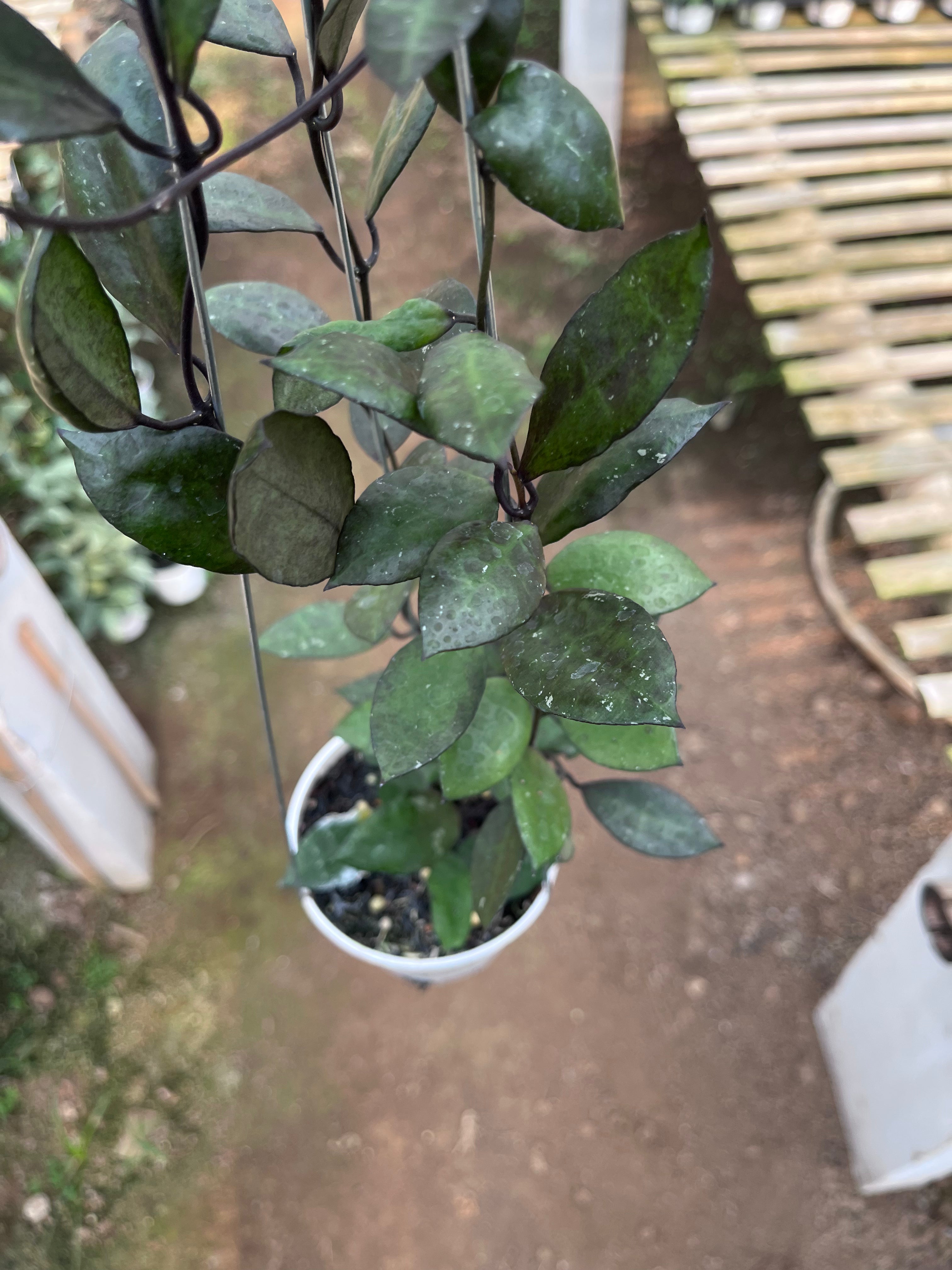 Hoya Lacunosa Black Coin