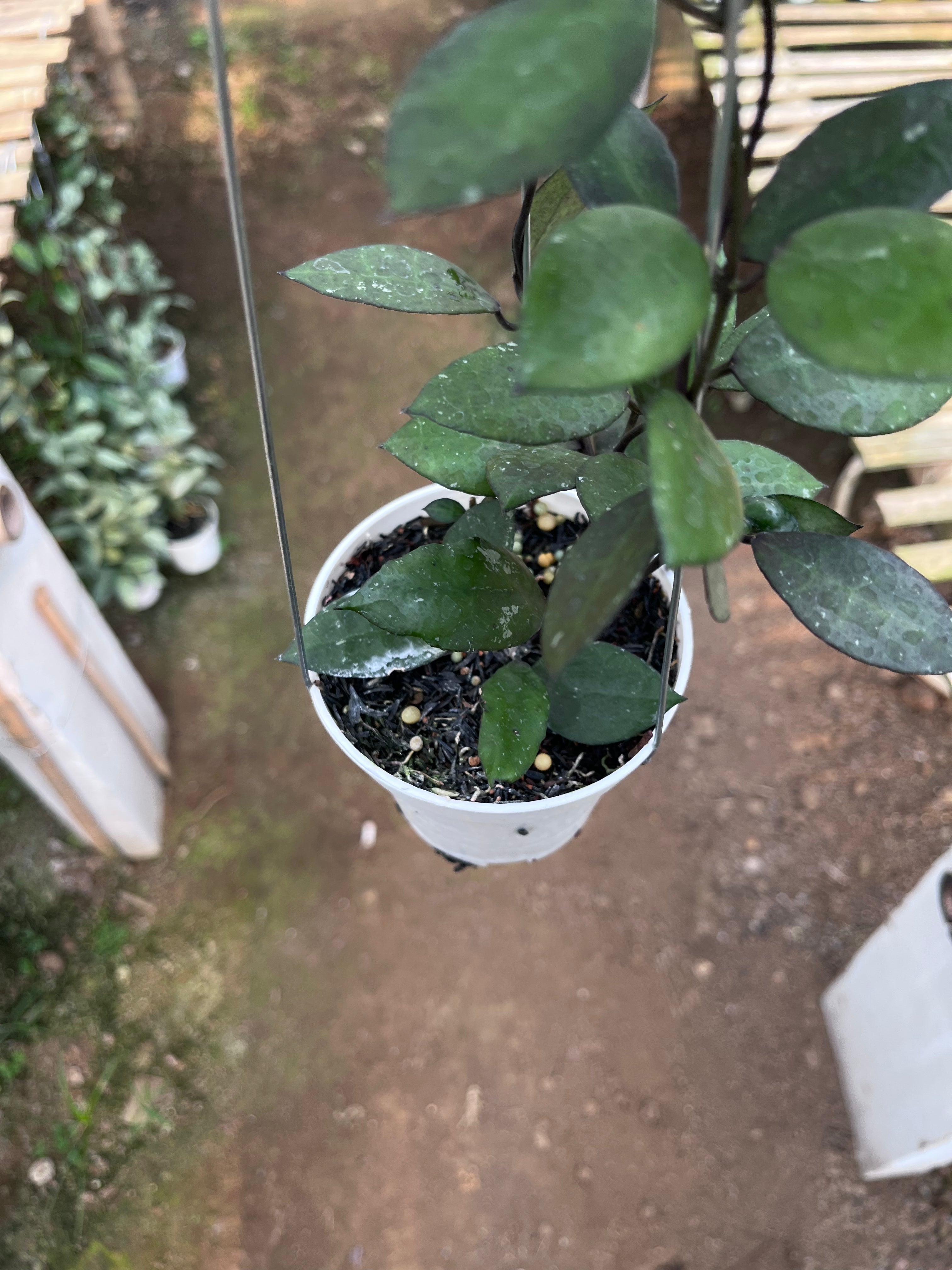 Hoya Lacunosa Black Coin