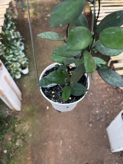 Hoya Lacunosa Black Coin