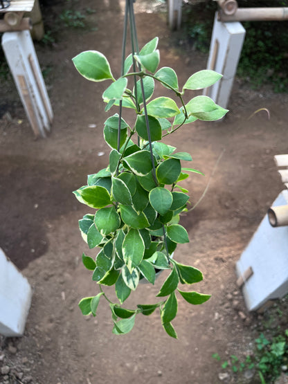 Hoya Heuschkeliana Albo