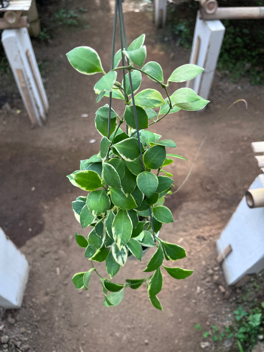 Hoya Heuschkeliana Albo