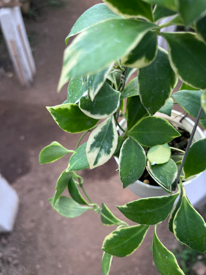 Hoya Heuschkeliana Albo