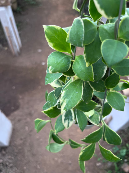 Hoya Heuschkeliana Albo