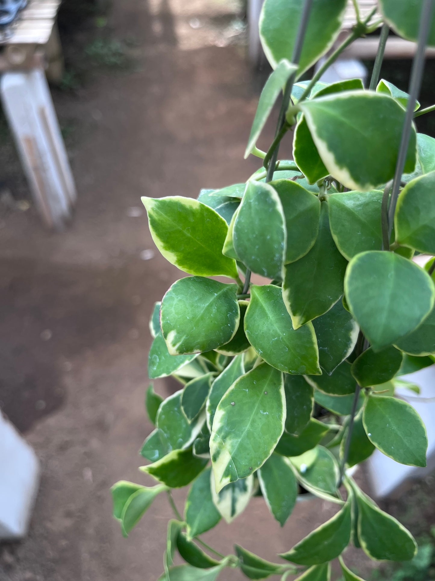 Hoya Heuschkeliana Albo