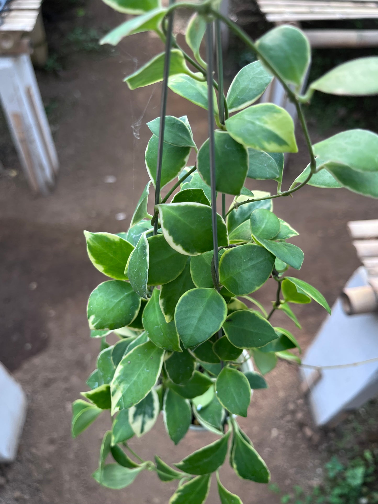 Hoya Heuschkeliana Albo