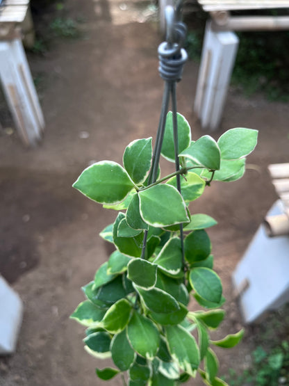 Hoya Heuschkeliana Albo