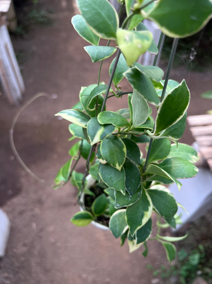 Hoya Heuschkeliana Albo