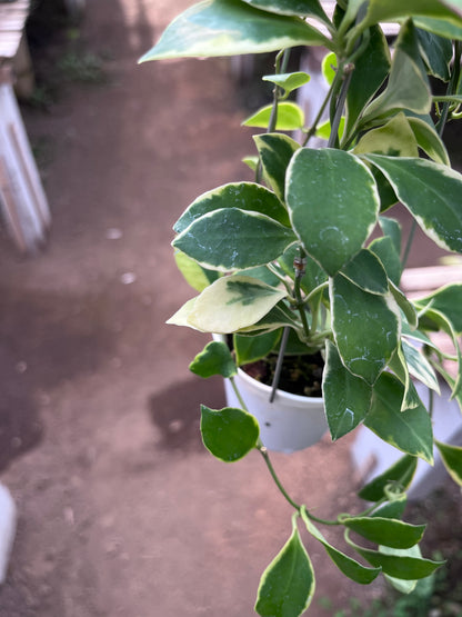 Hoya Heuschkeliana Albo