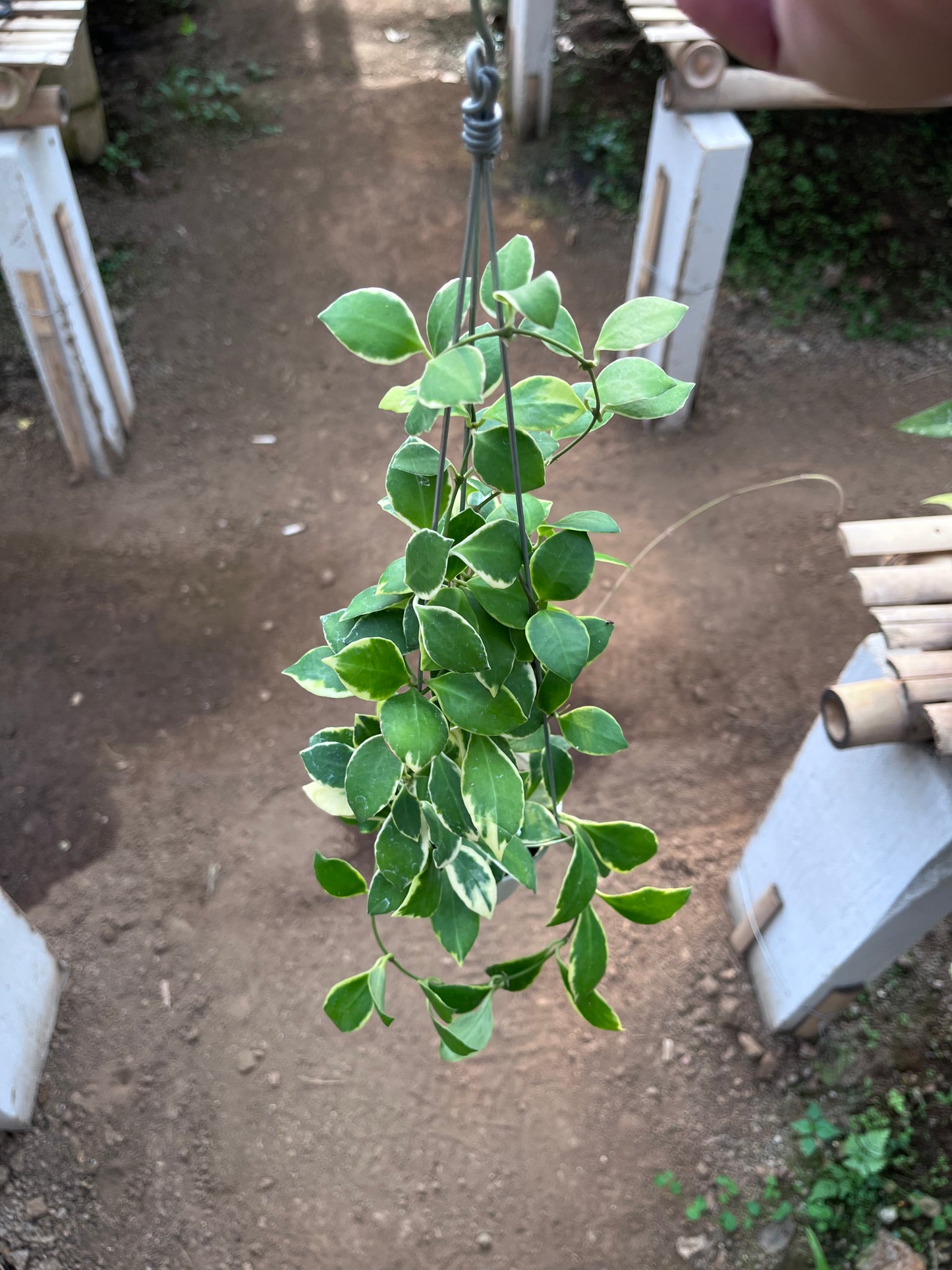 Hoya Heuschkeliana Albo