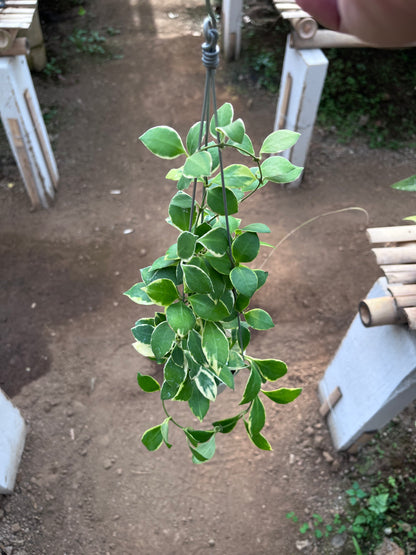 Hoya Heuschkeliana Albo