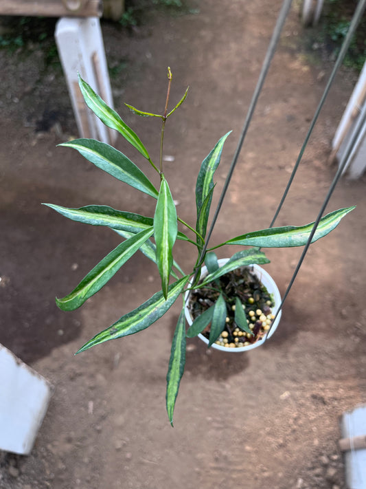 Hoya Tsangii Inner Var