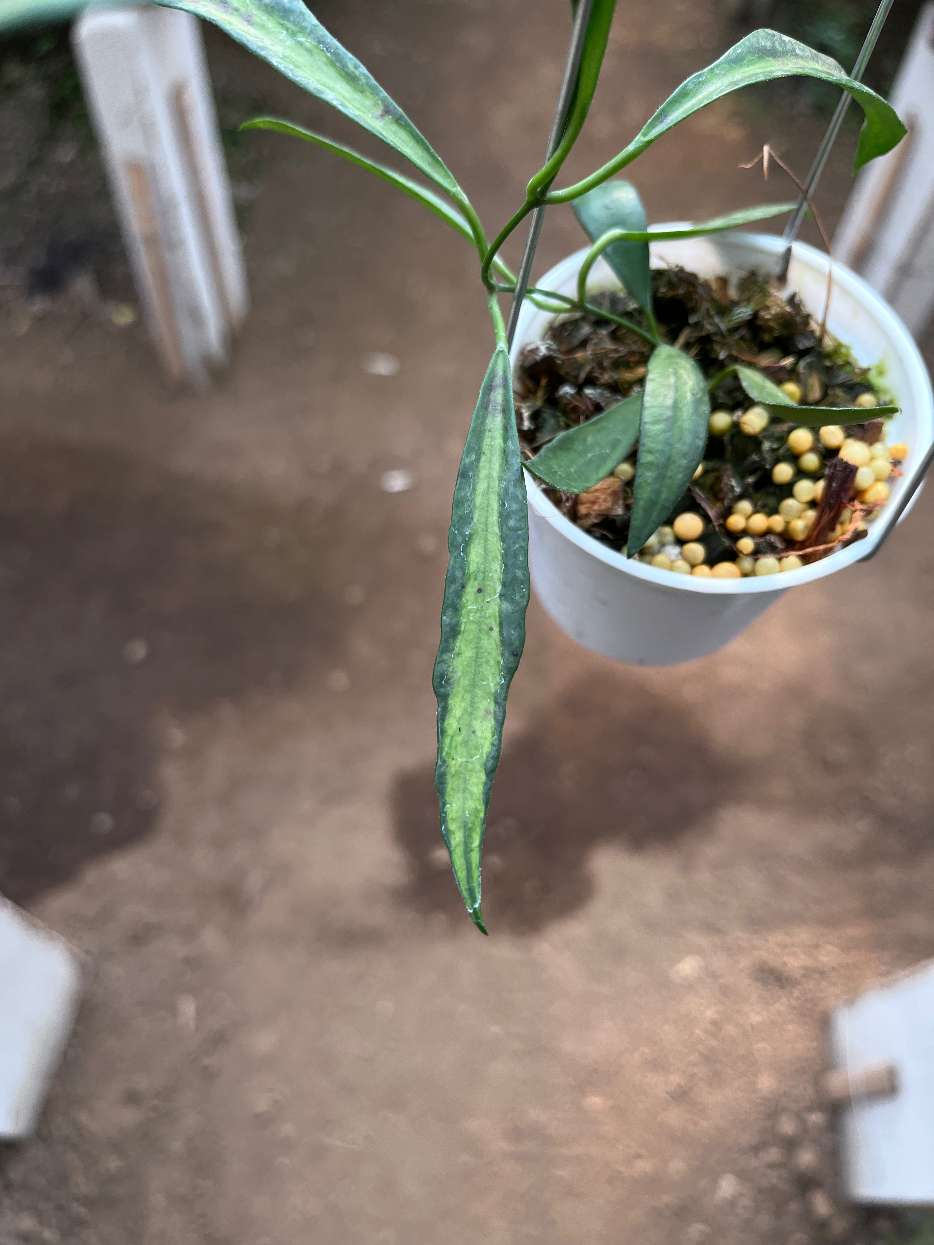 Hoya Tsangii Inner Var