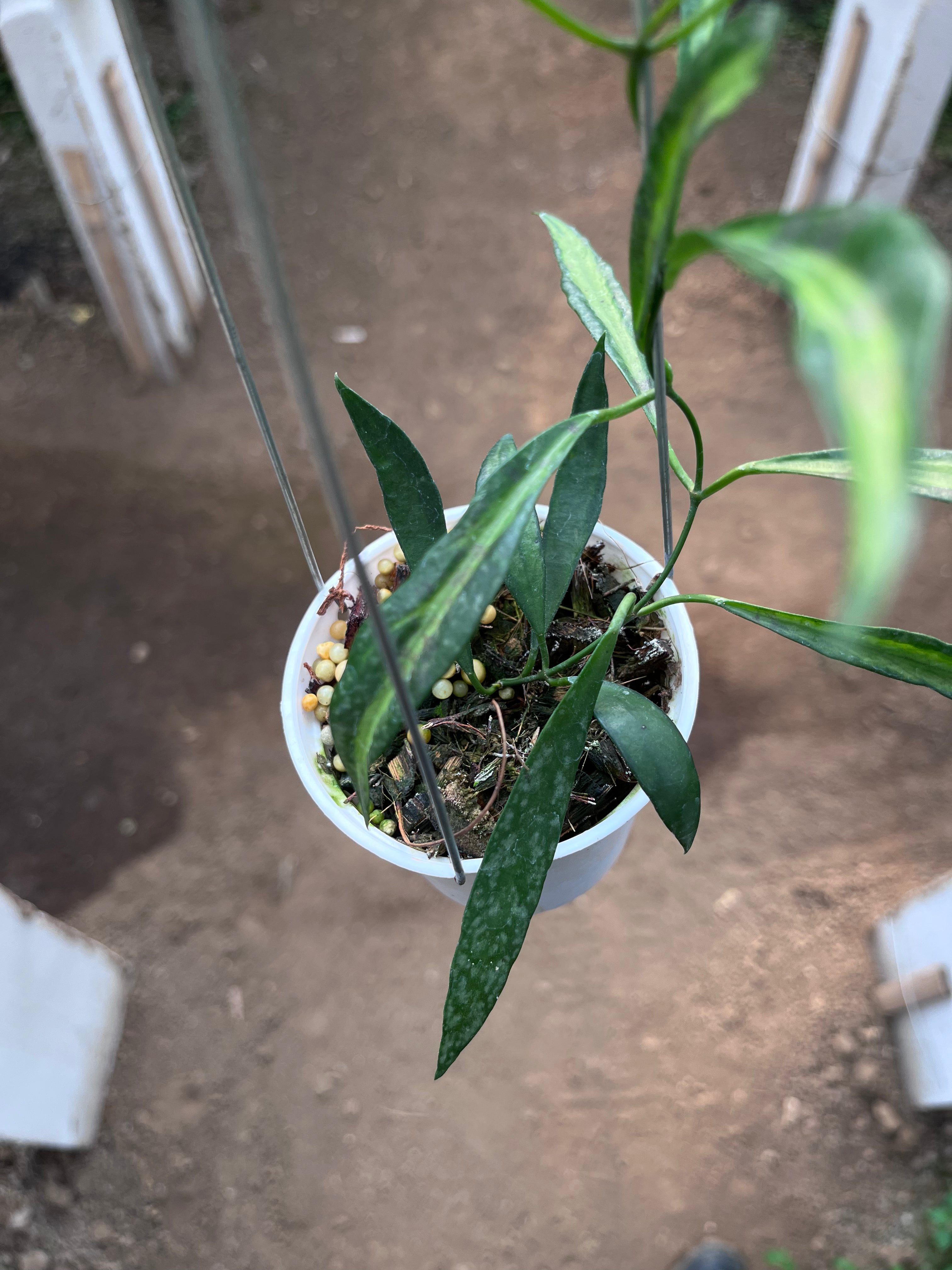 Hoya Tsangii Inner Var