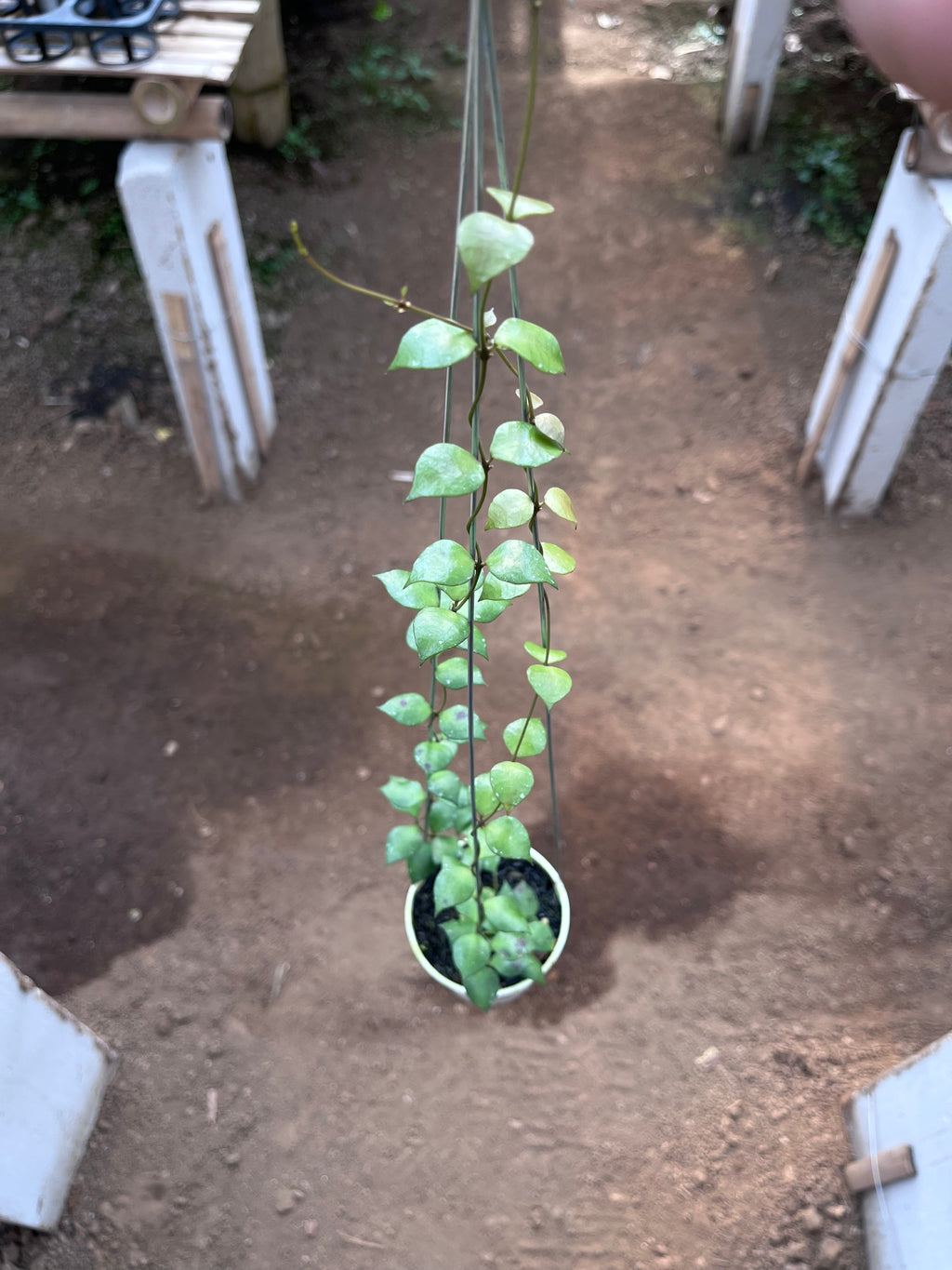 Hoya Minutiflora