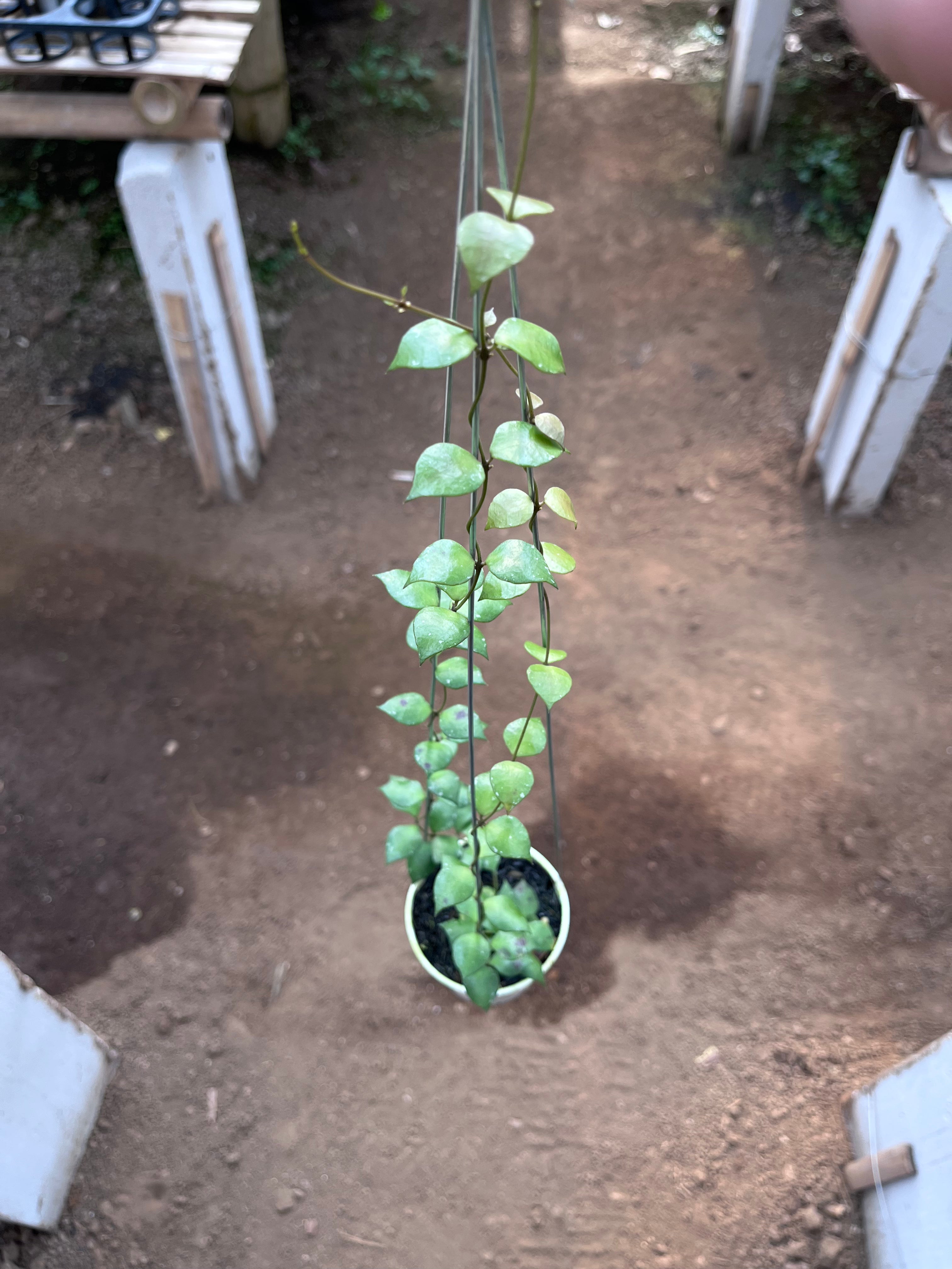 Hoya Minutiflora