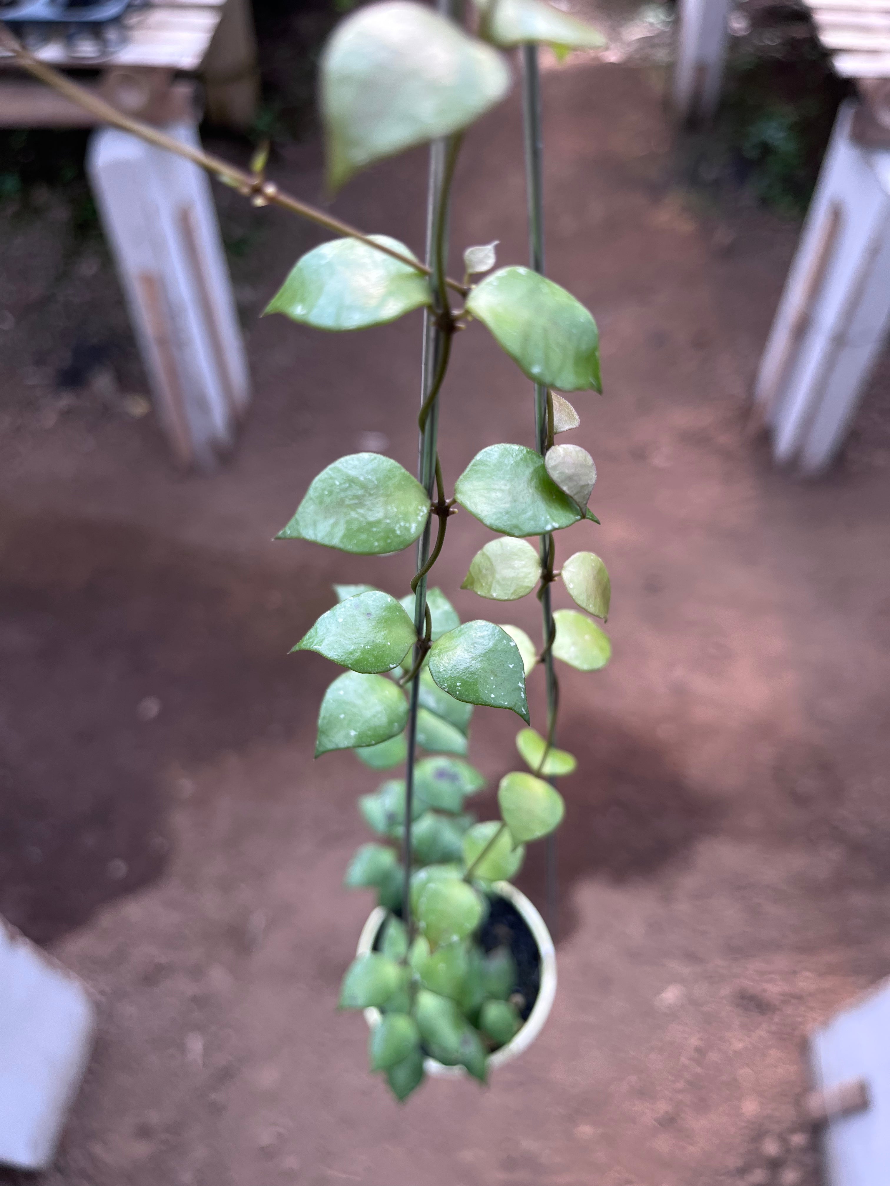 Hoya Minutiflora