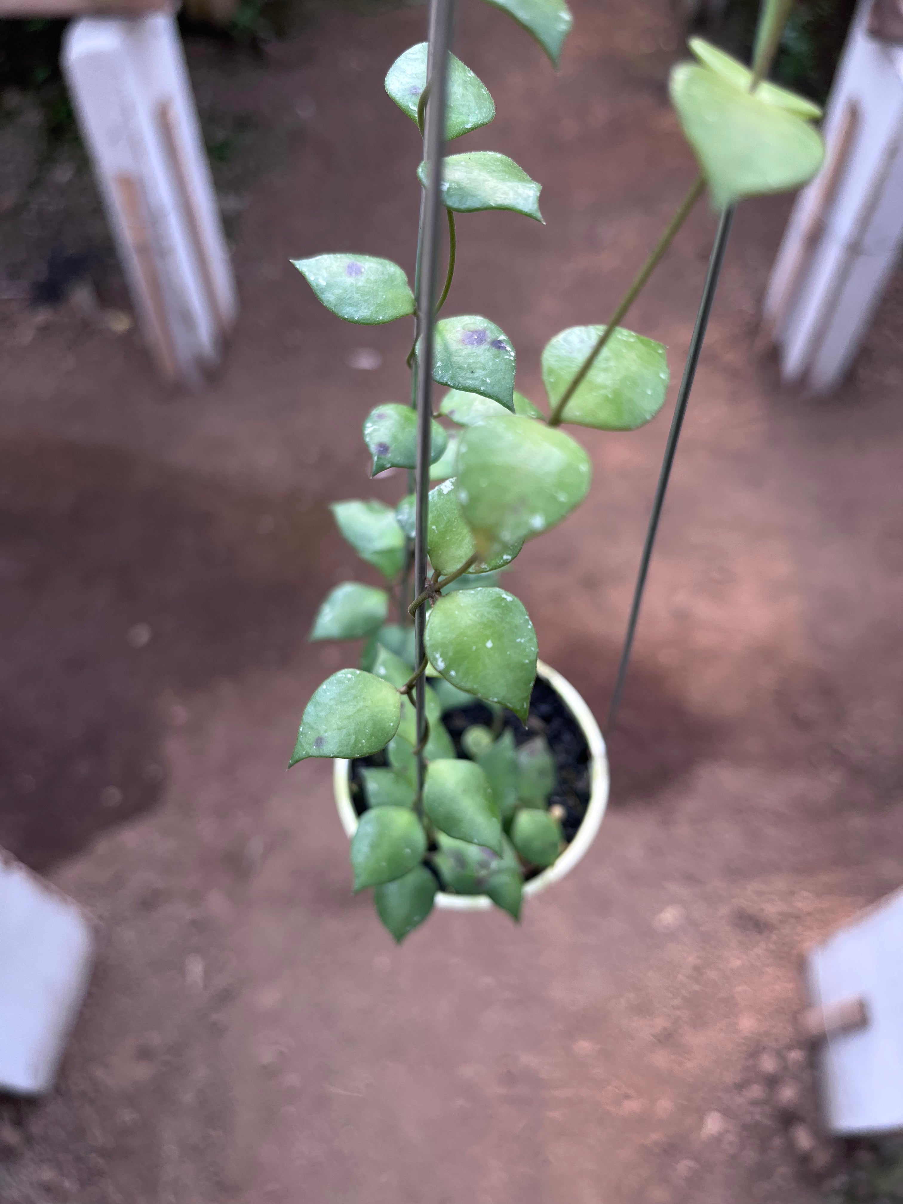 Hoya Minutiflora