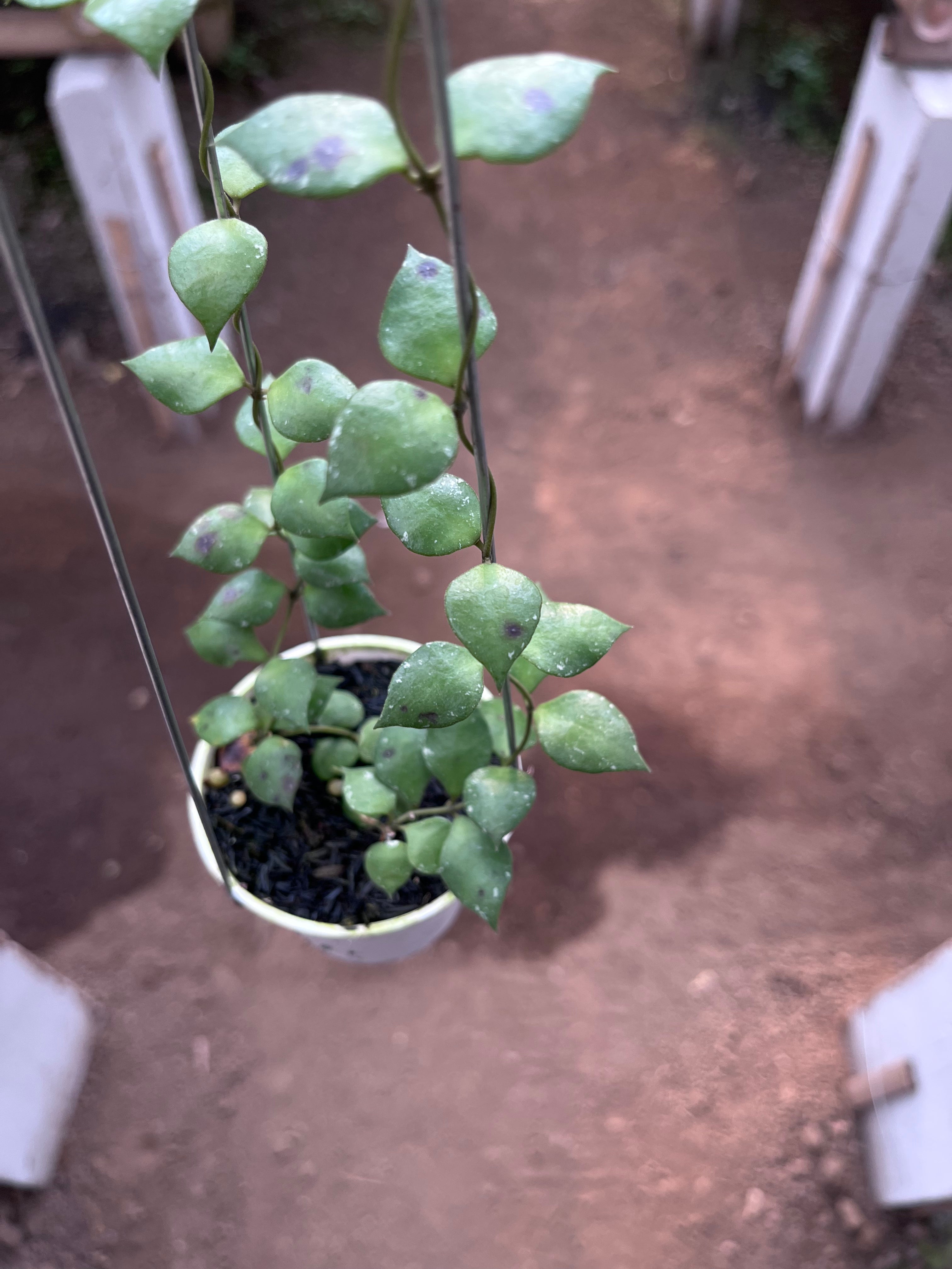 Hoya Minutiflora