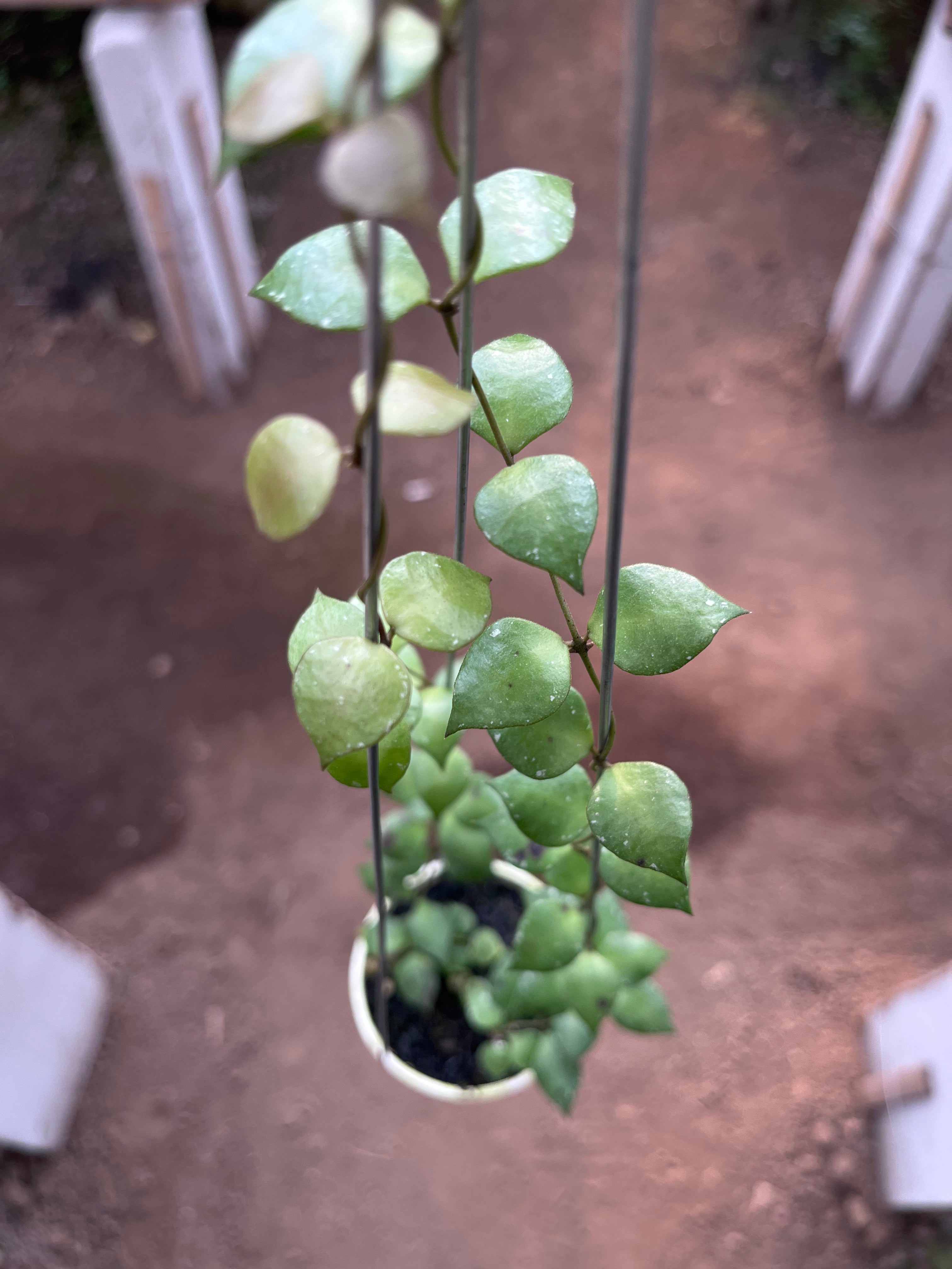 Hoya Minutiflora