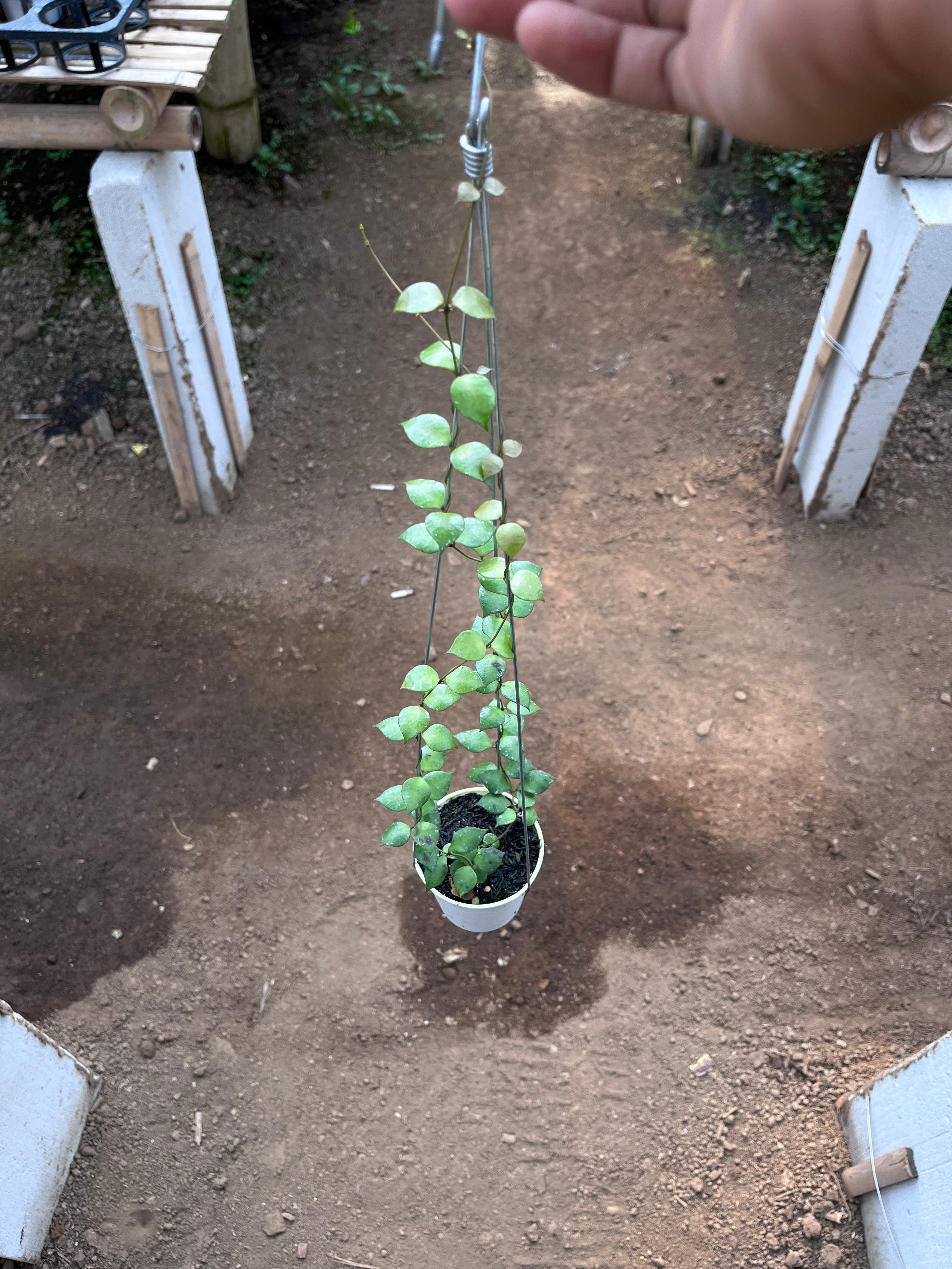 Hoya Minutiflora