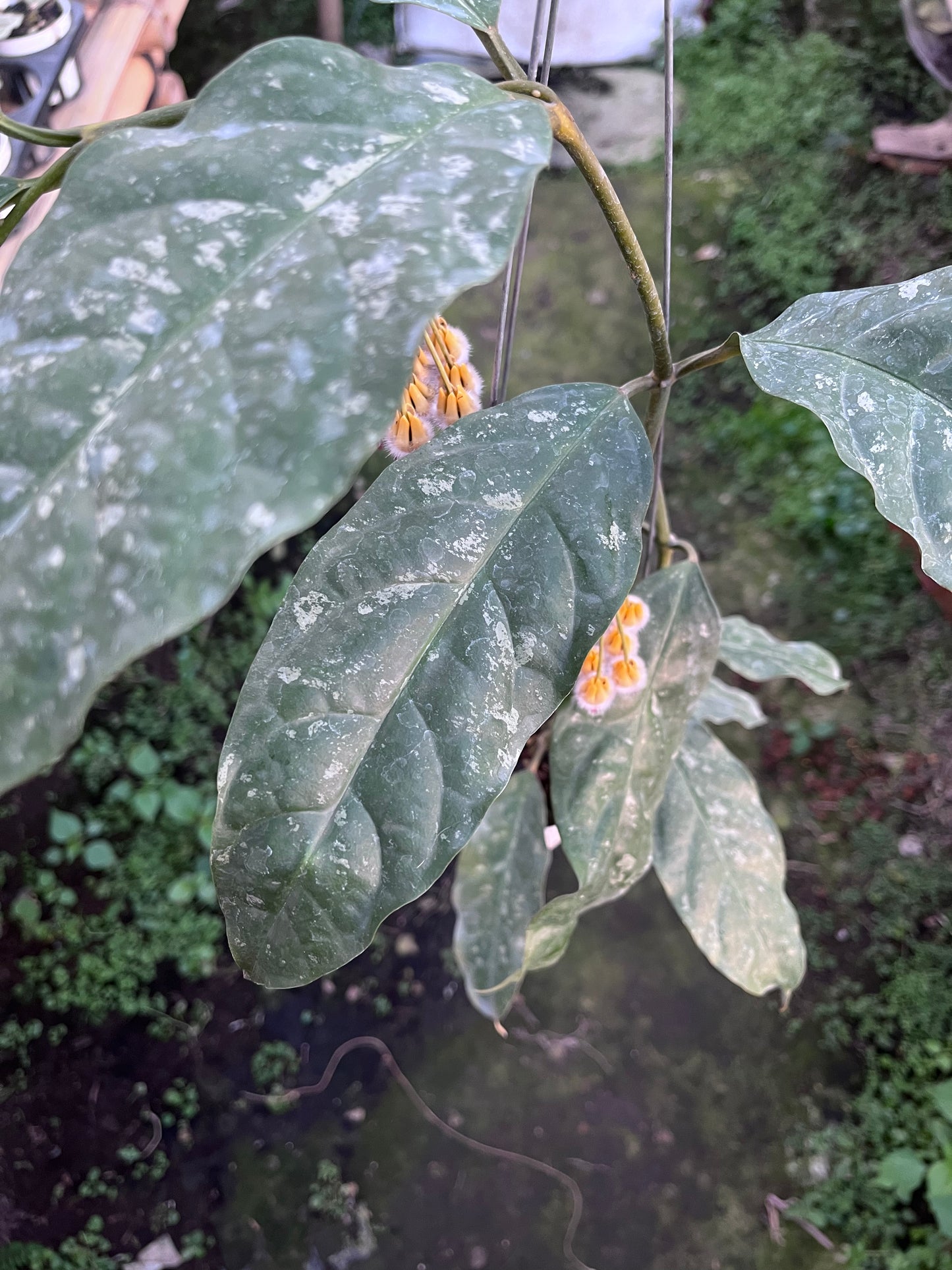 Hoya Prateorii