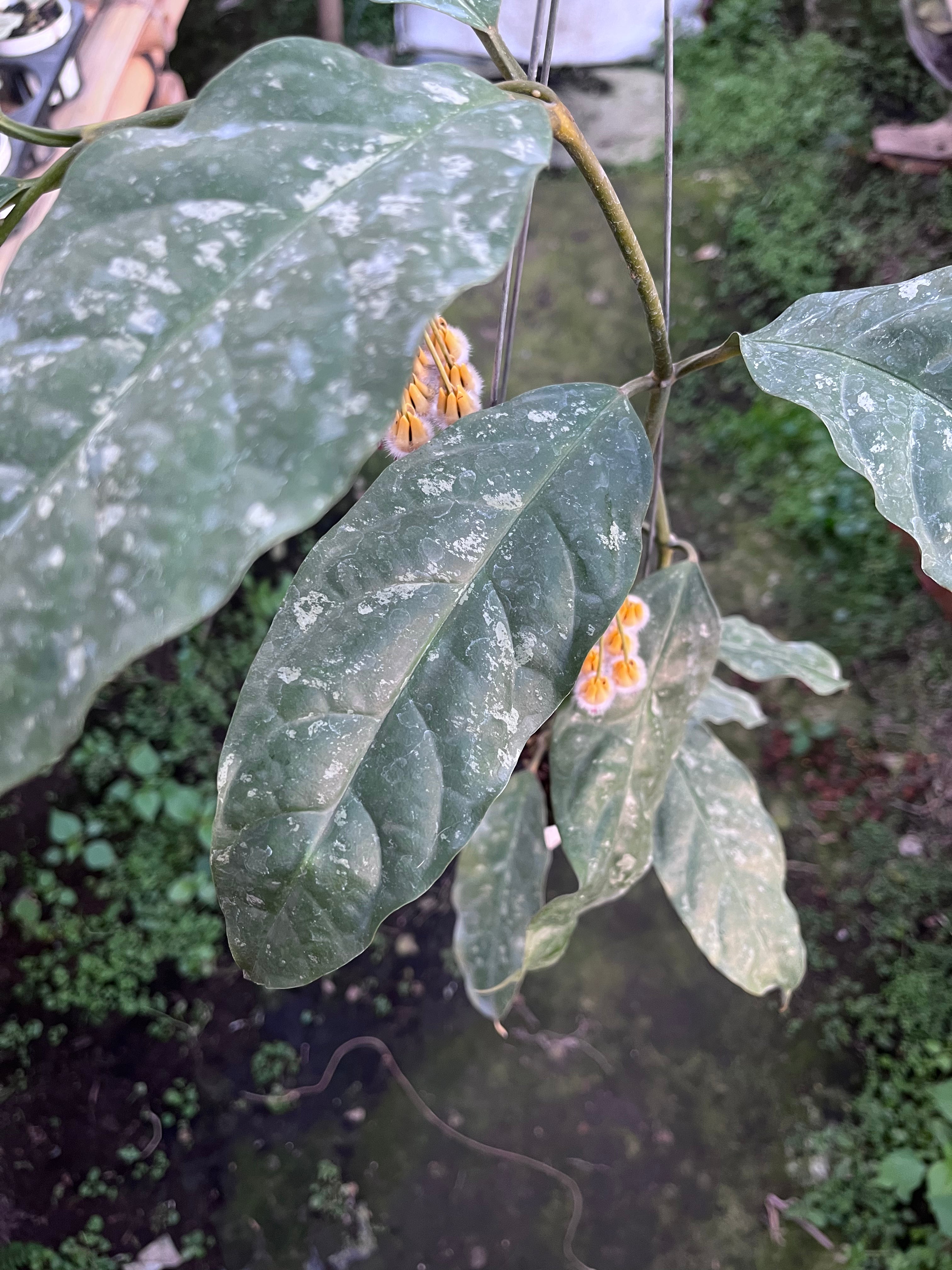 Hoya Prateorii