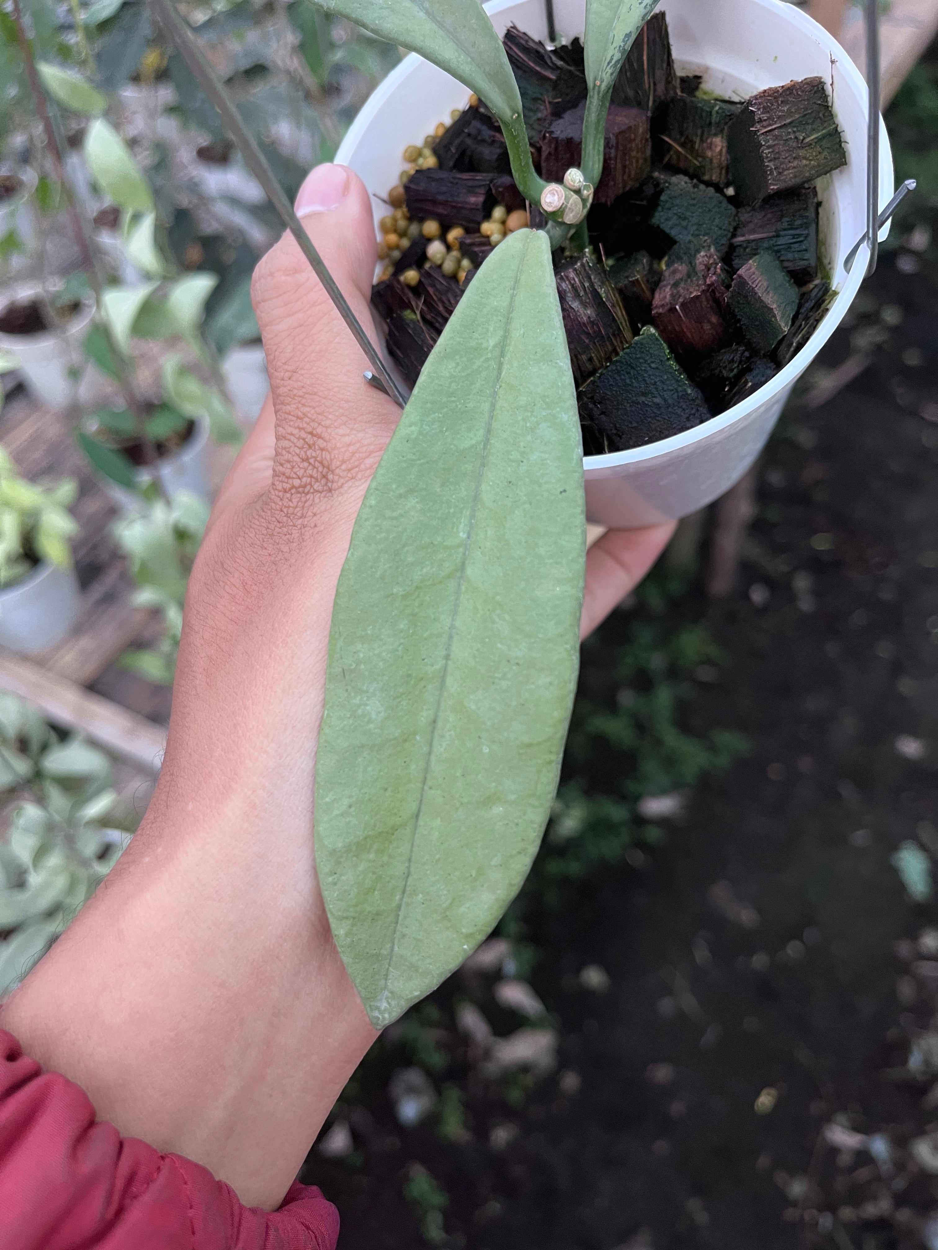 Hoya Griffithii Silver