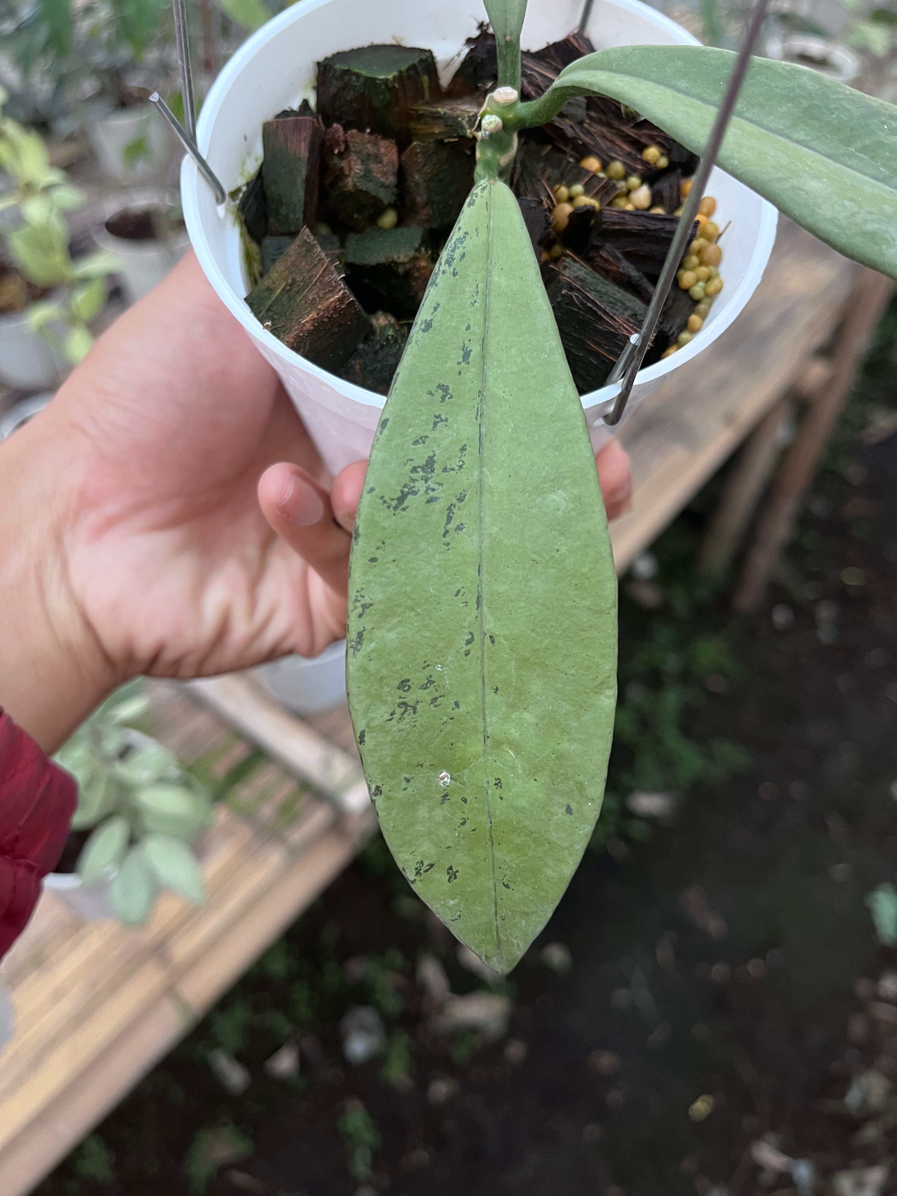 Hoya Griffithii Silver