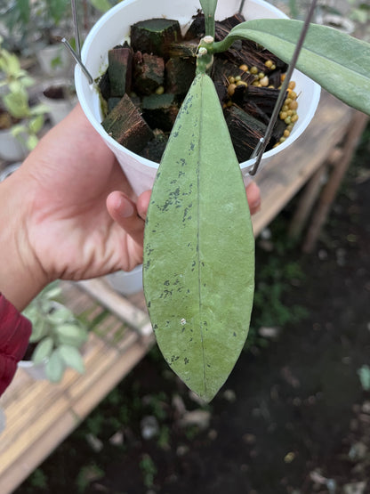 Hoya Griffithii Silver